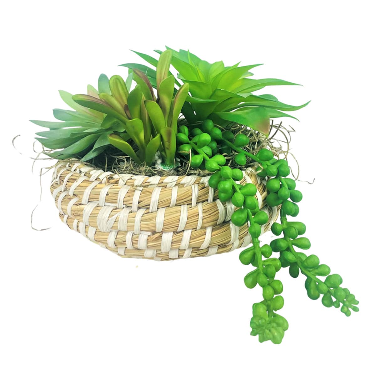 Succulent Garden in Low Basket, 7"