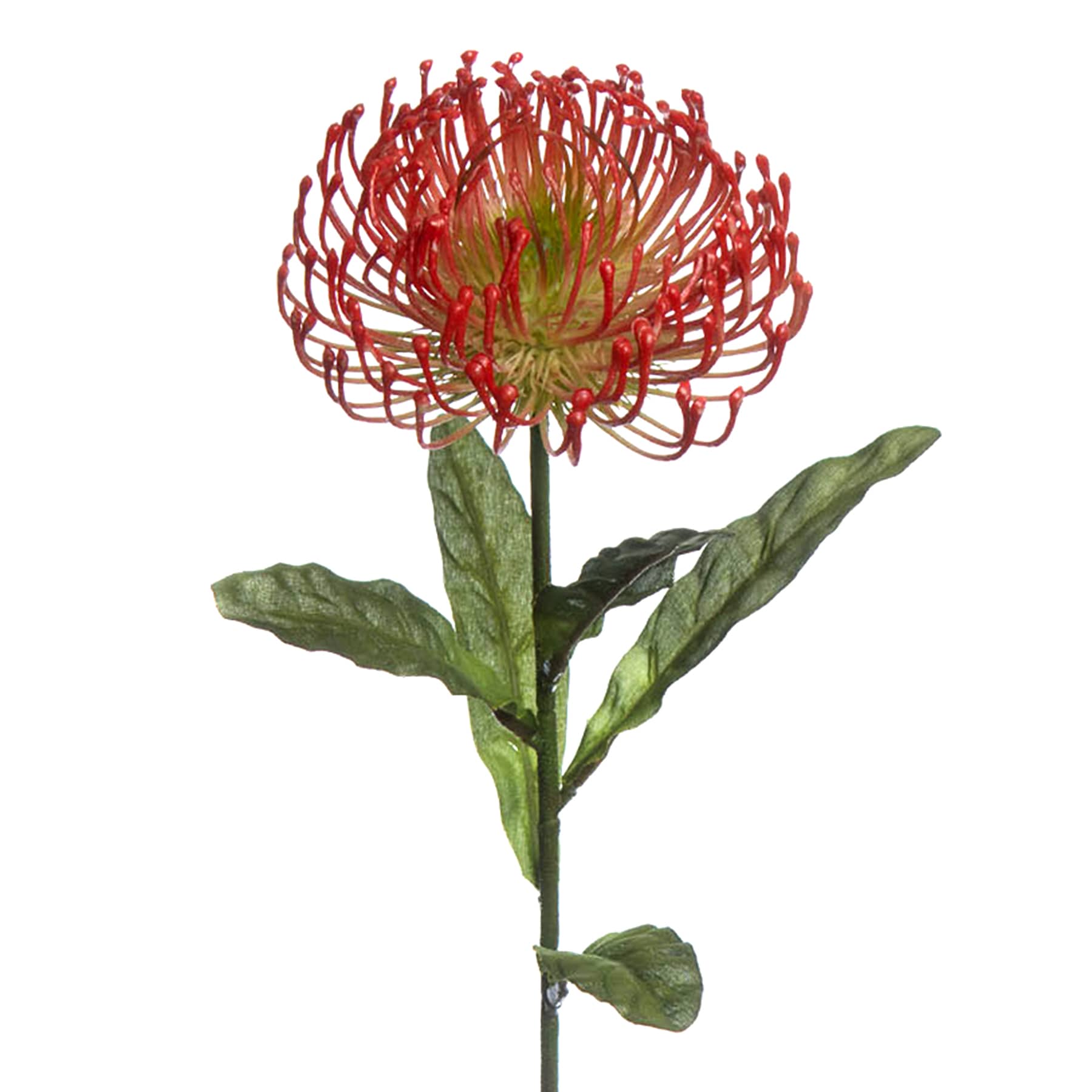 Red Protea Floral Stem, 27"