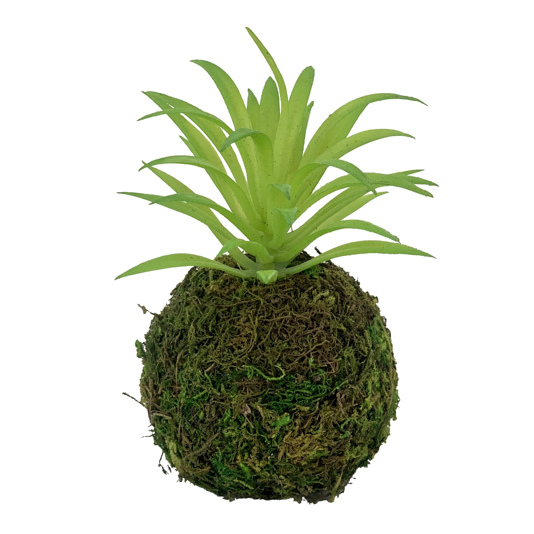 Succulent in Moss Ball, 5"