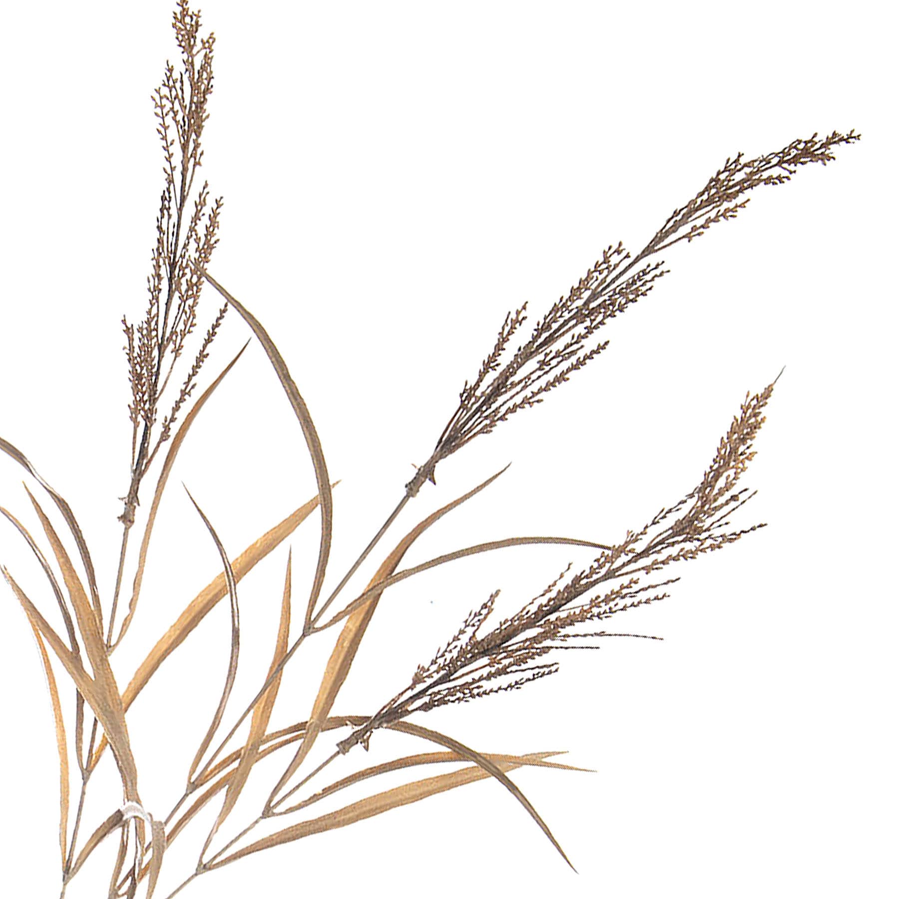 Brown Dried Heather Spray, 33"