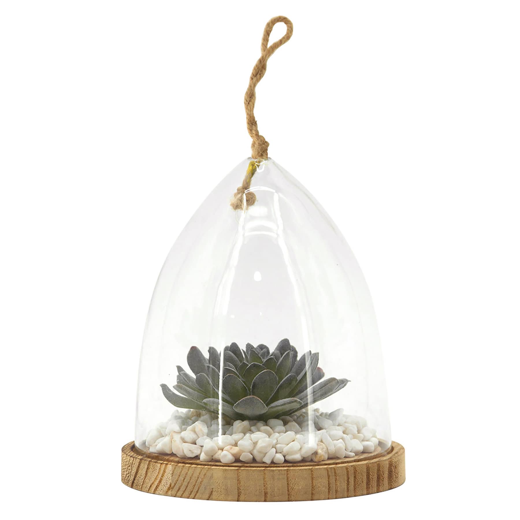 Ty Pennington Succulent in Glass Vessel with Wood Base, 6.5"