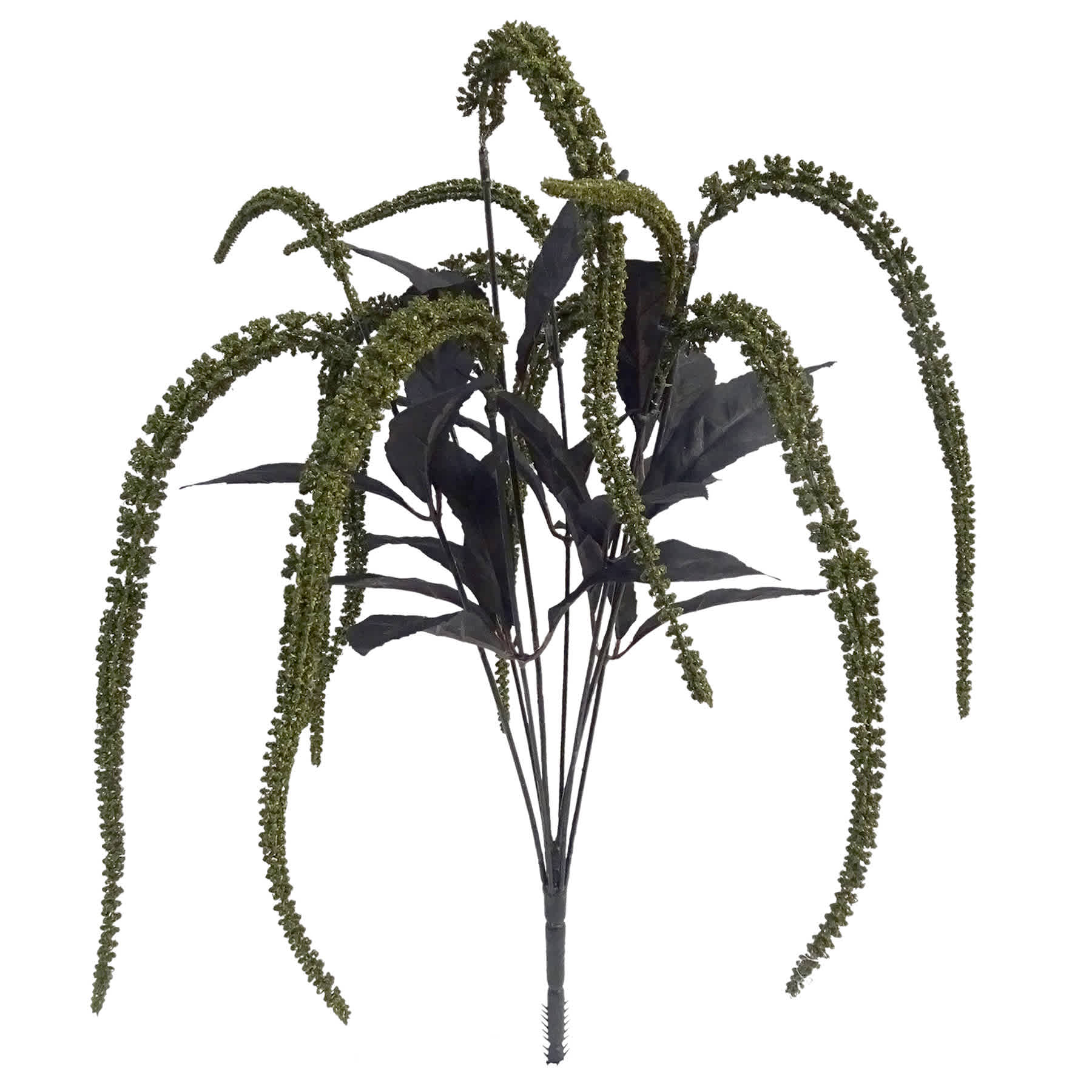 Grim Gardens Green Amaranthus Bush