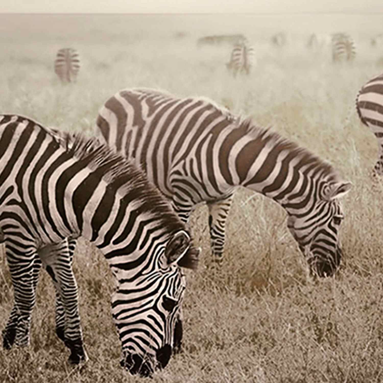 Zebras at High Noon Block, 8"