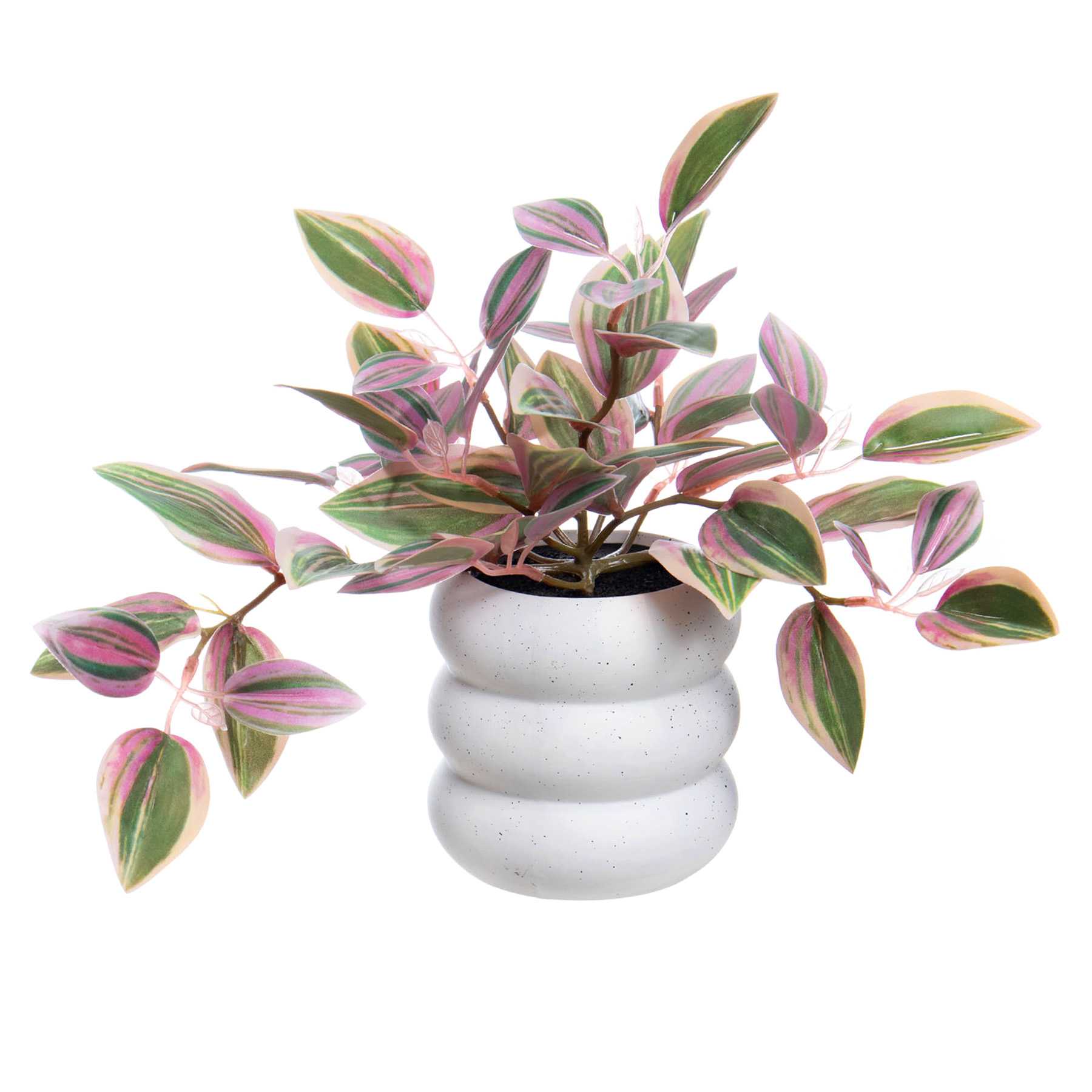 Silver Inch Plant in Ceramic Pot, 10"