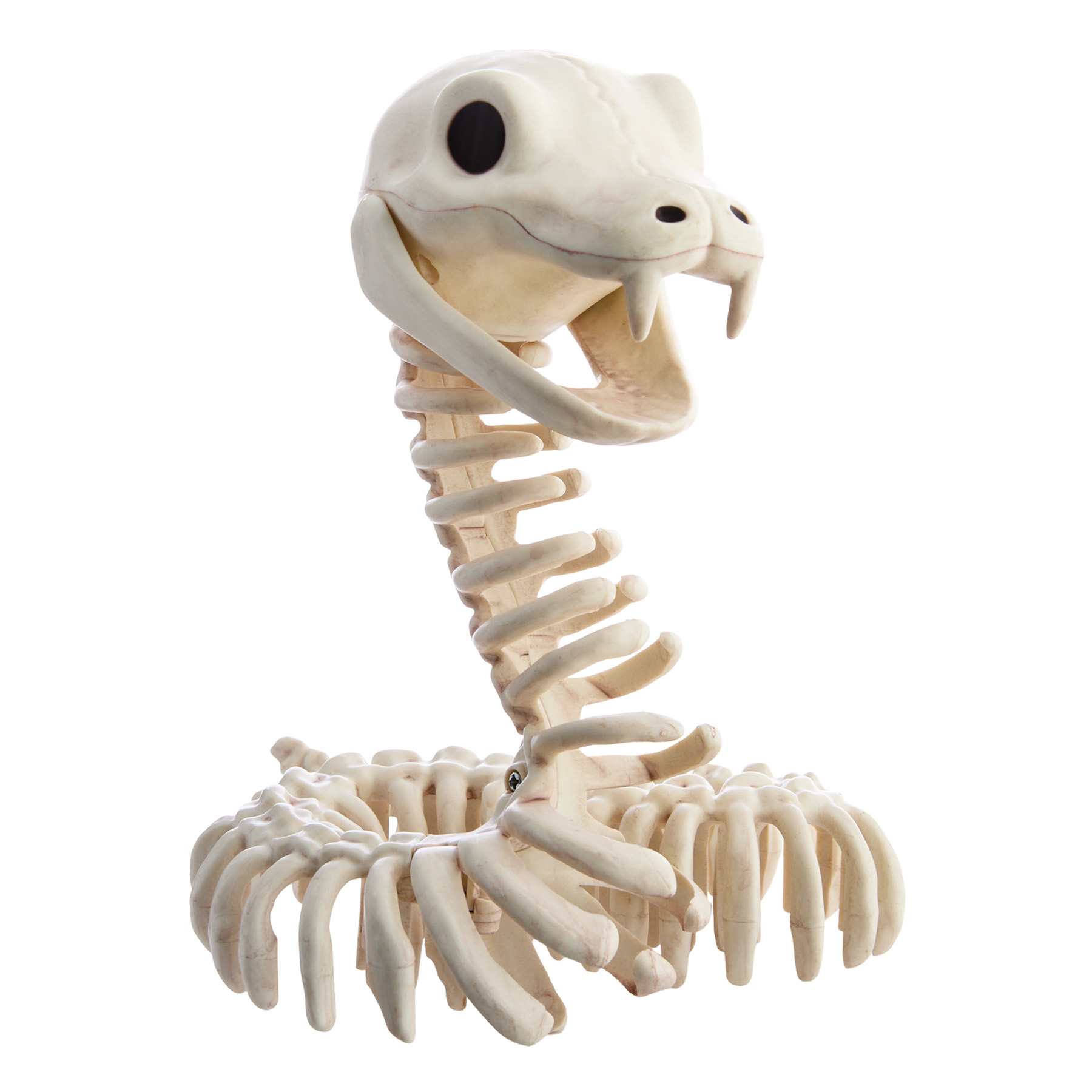 Large Cut Skeleton Snake