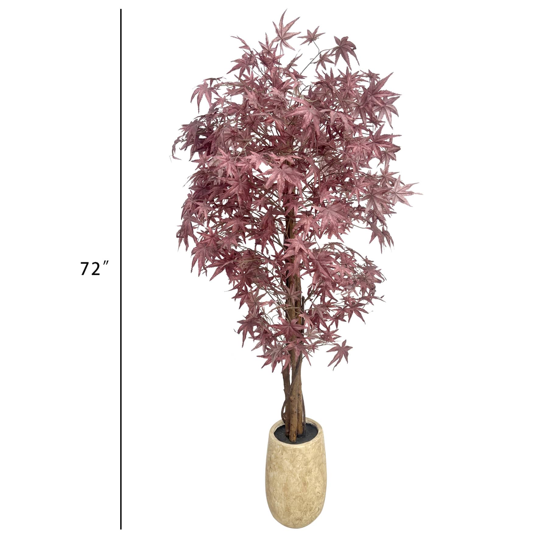 Maple in MGO Pot, 72"