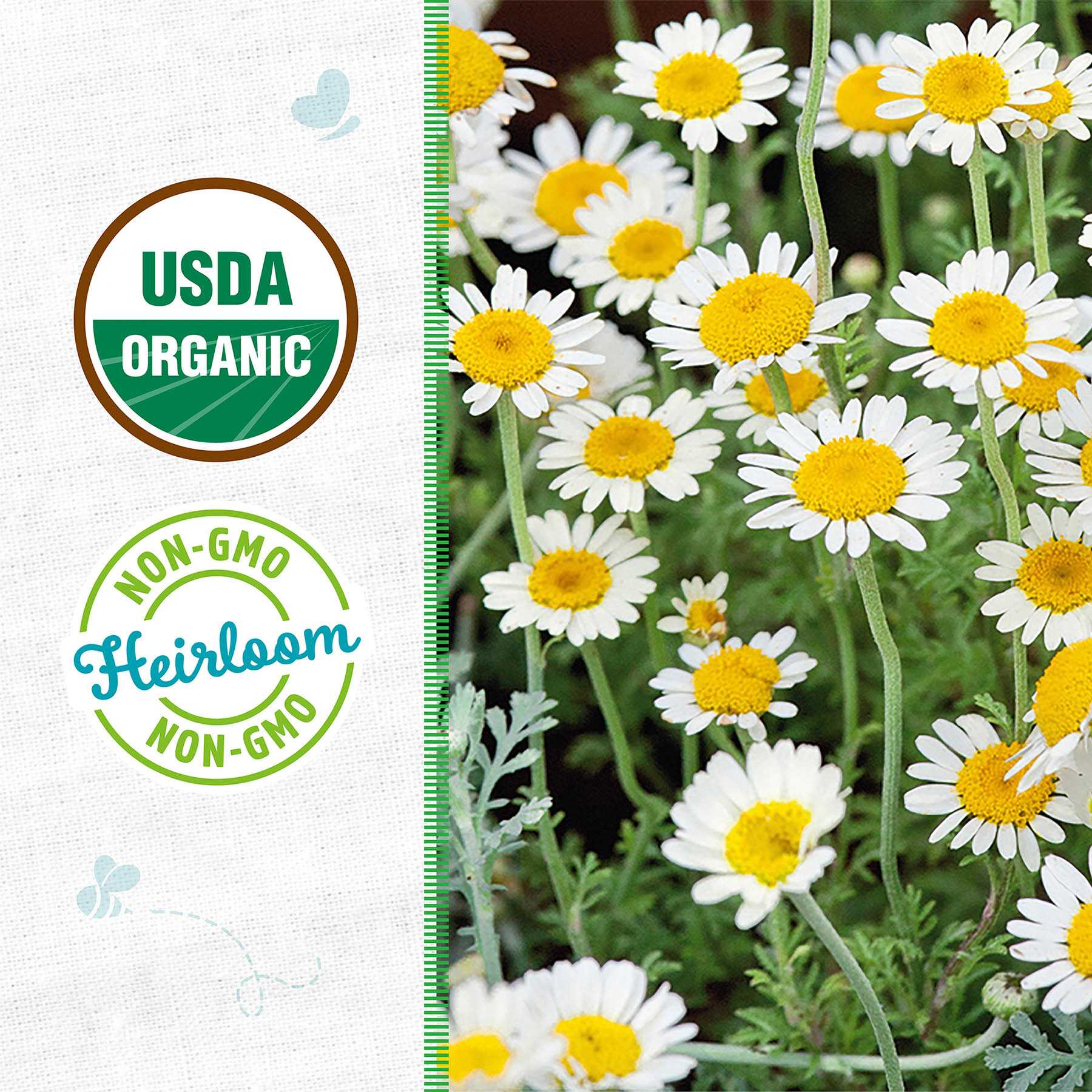 Back to Roots Heirloom Seeds, Chamomile German