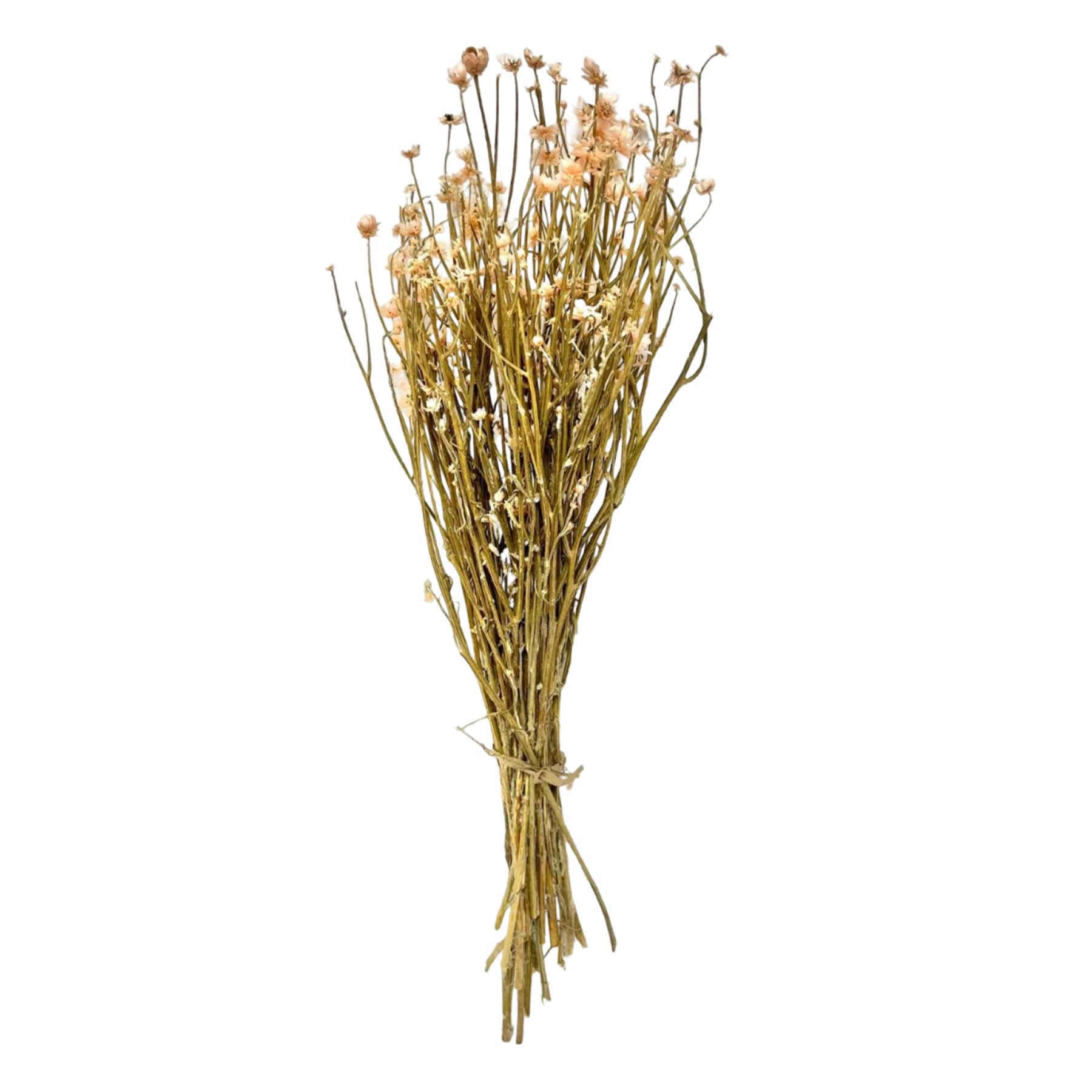 Dried White Ammobium Bundle, 26"
