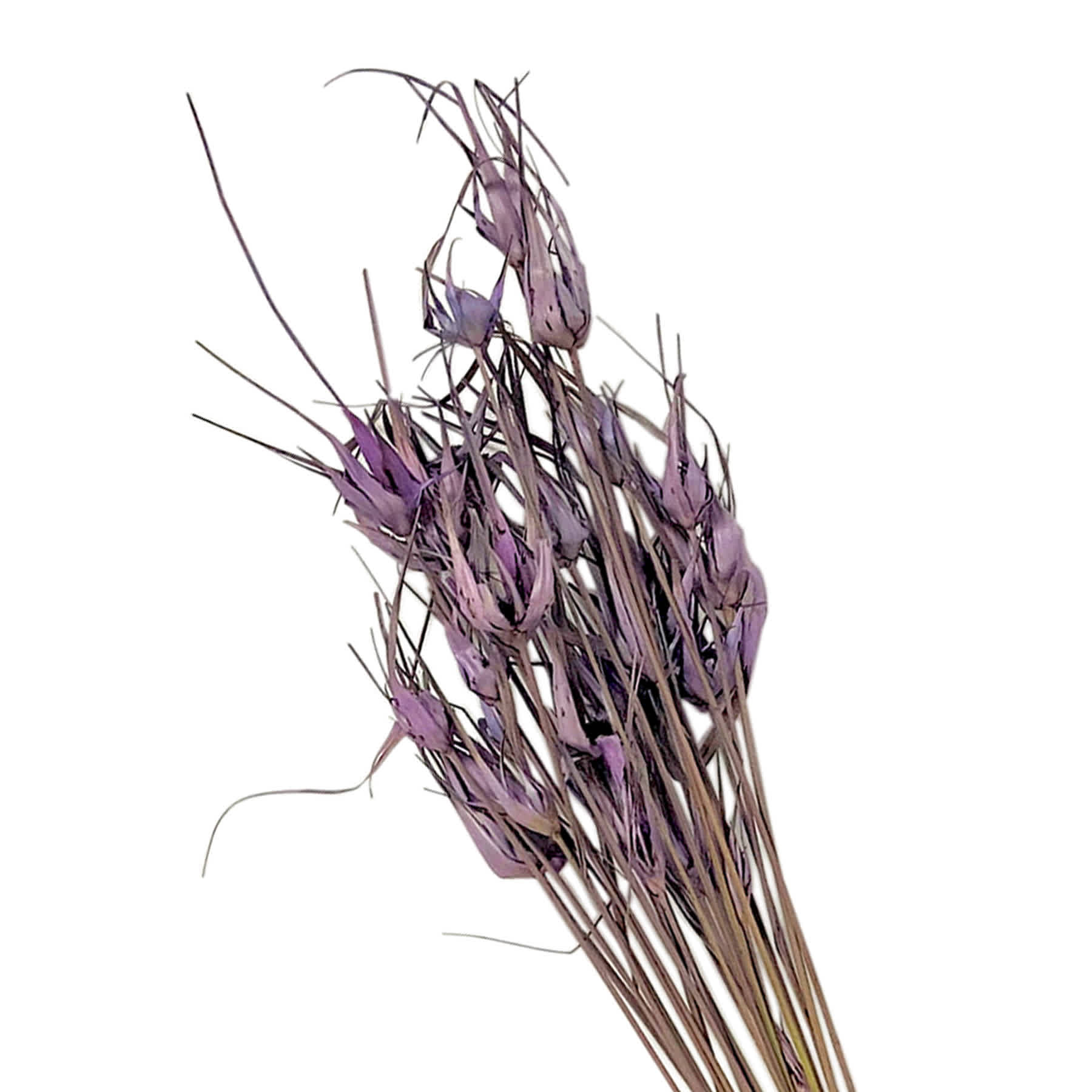 Lavender Star Grass Bundle, 30"