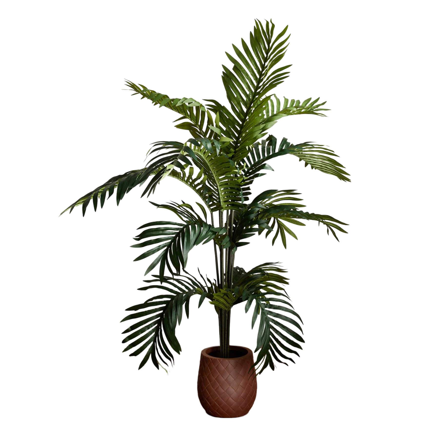 Paradise Palm in Plastic Pot, 5'