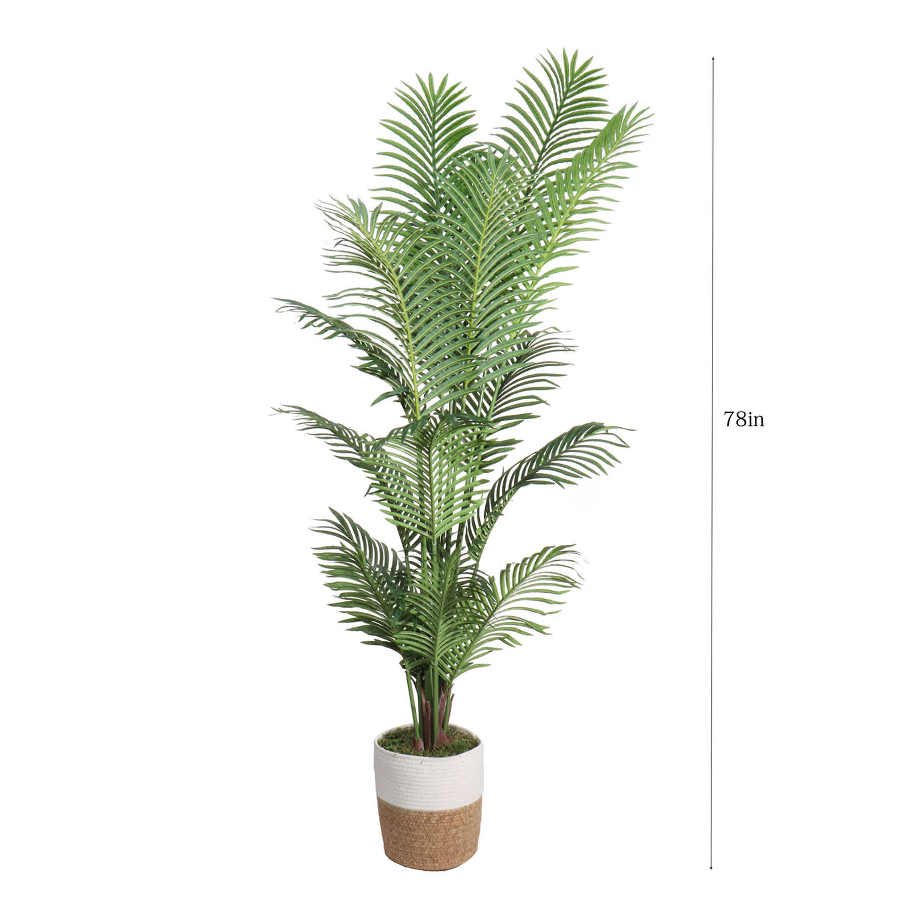 Areca Palm in Deco Basket, 6.5'