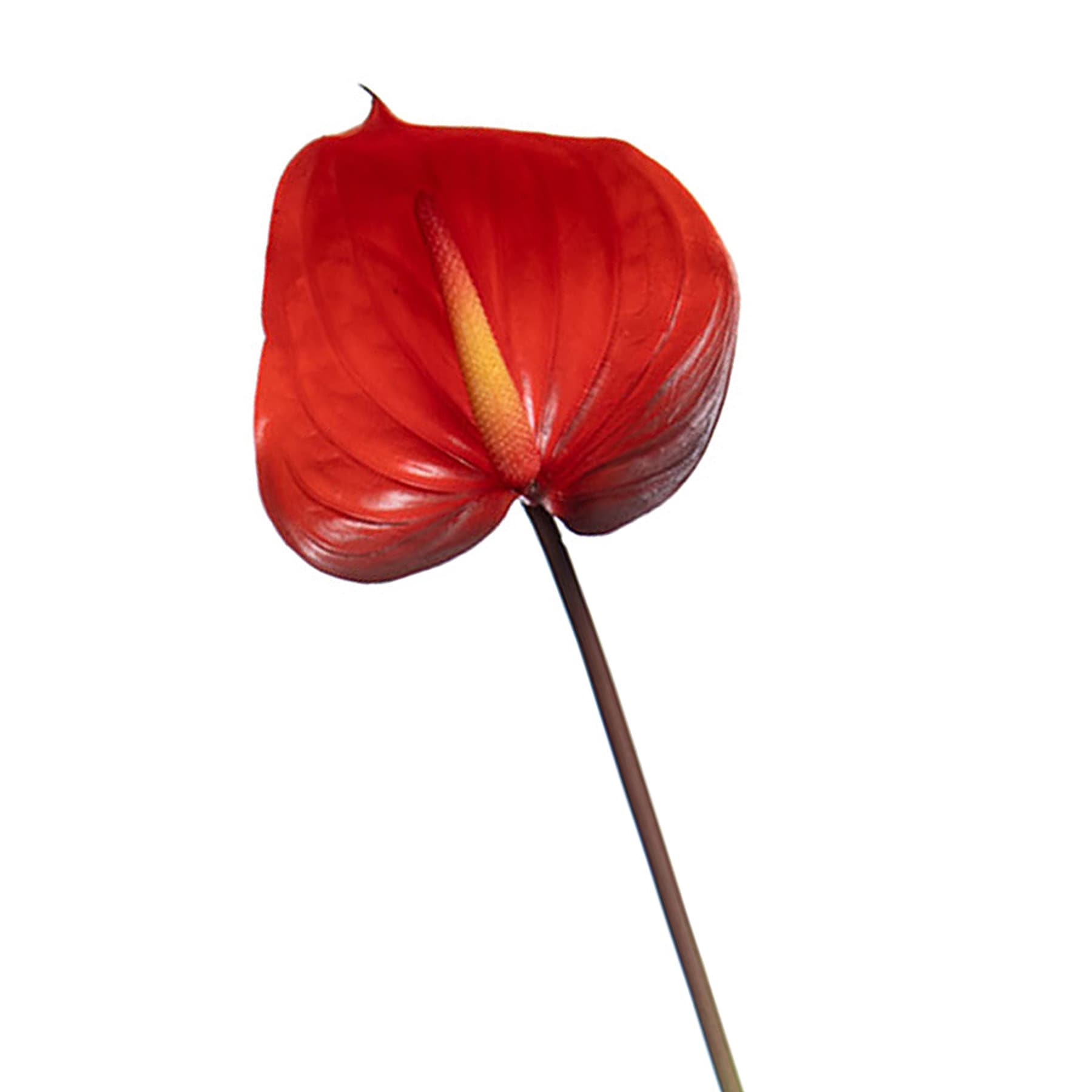 Red Anthurium Stem, 27"
