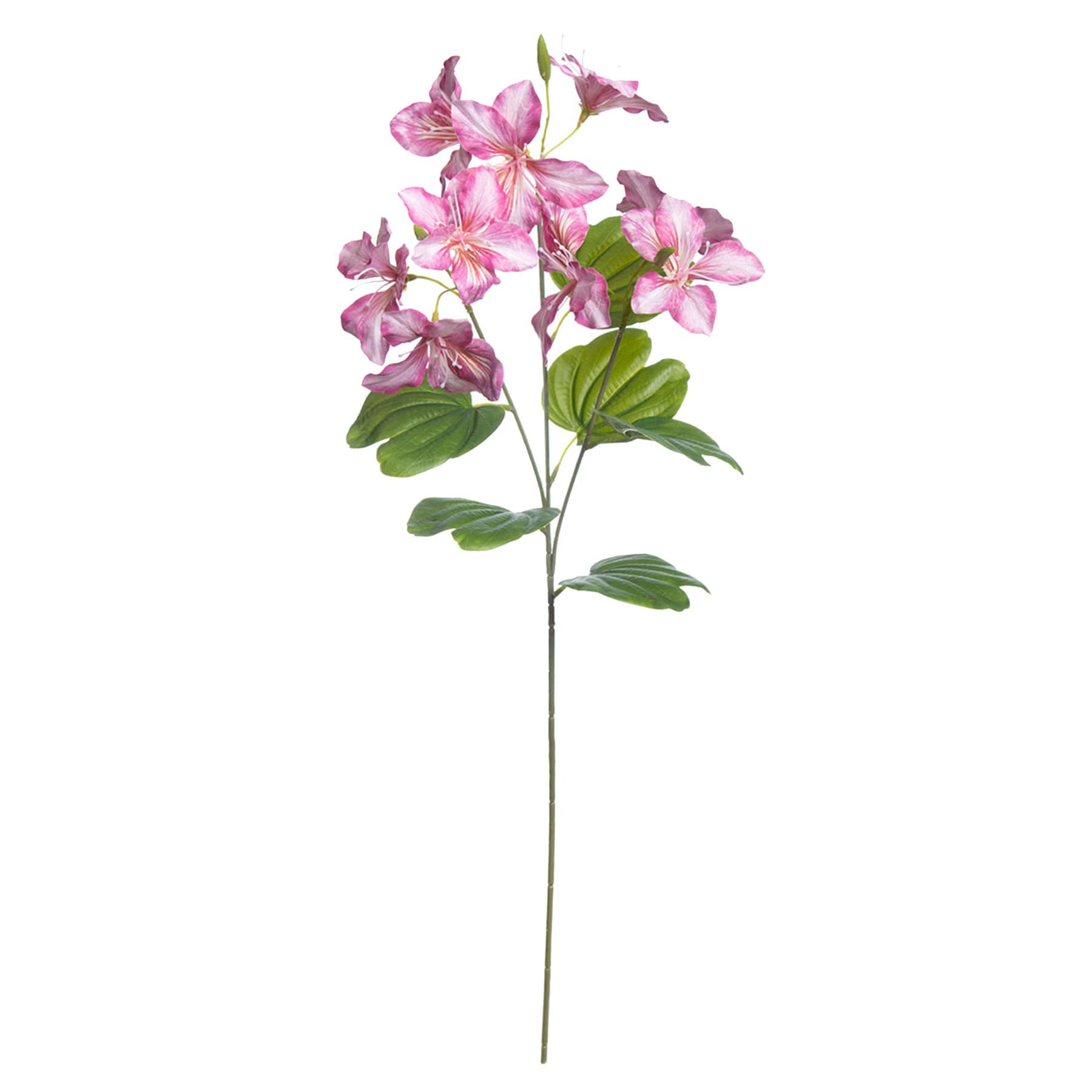 Pink Bauhunua Spray, 29"