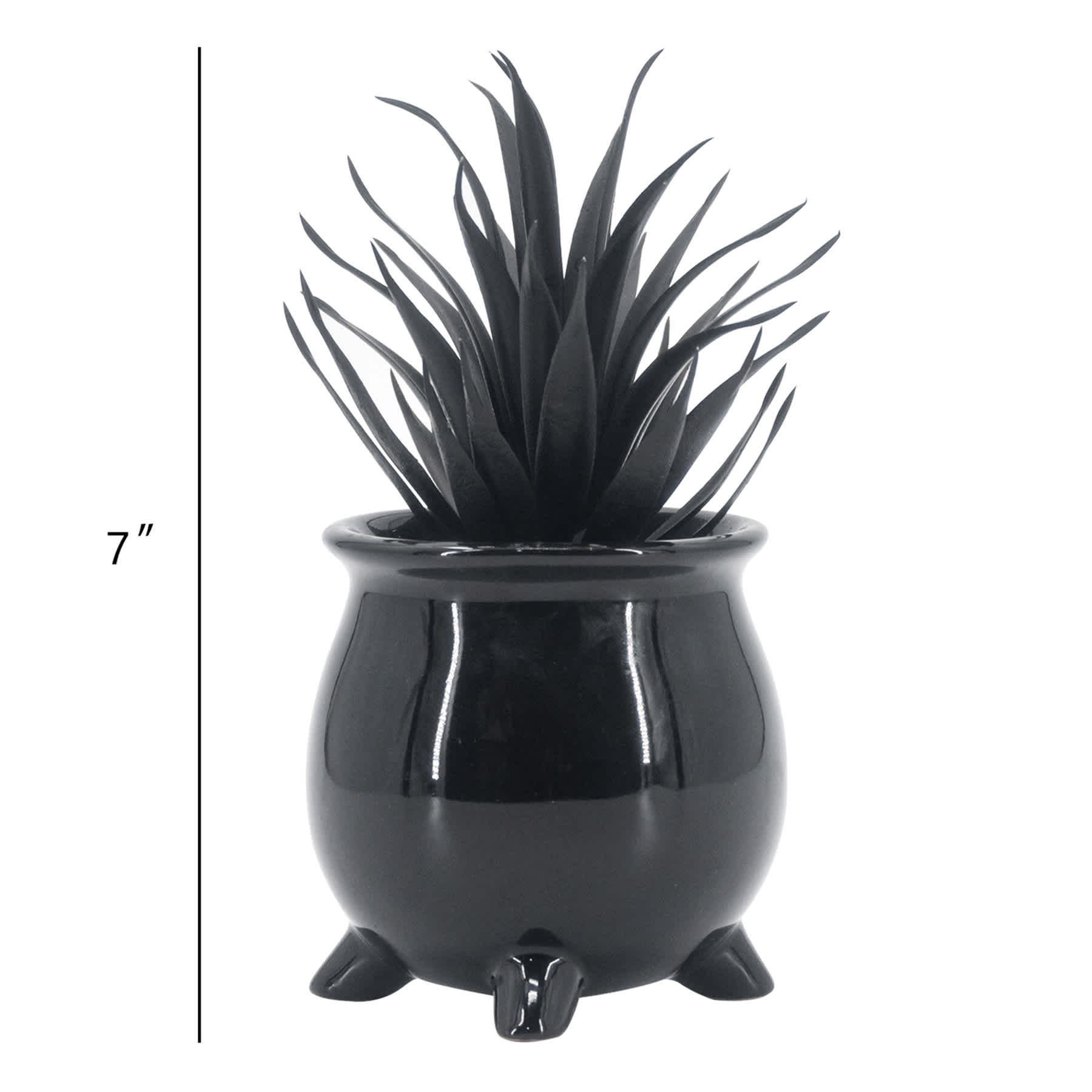 Midnight Shadows Black Succulent Arrangement, 7"