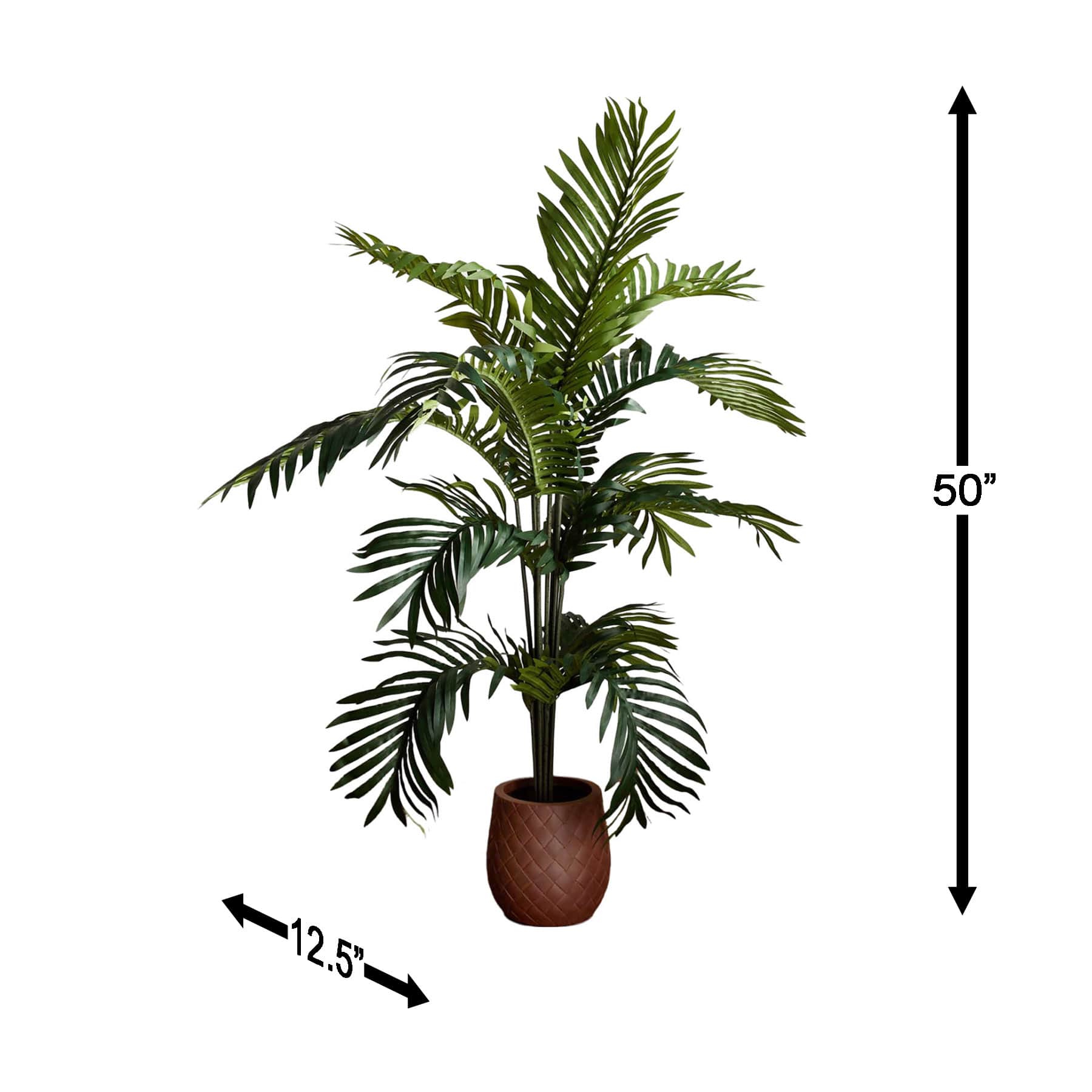 Paradise Palm in Plastic Pot, 5'