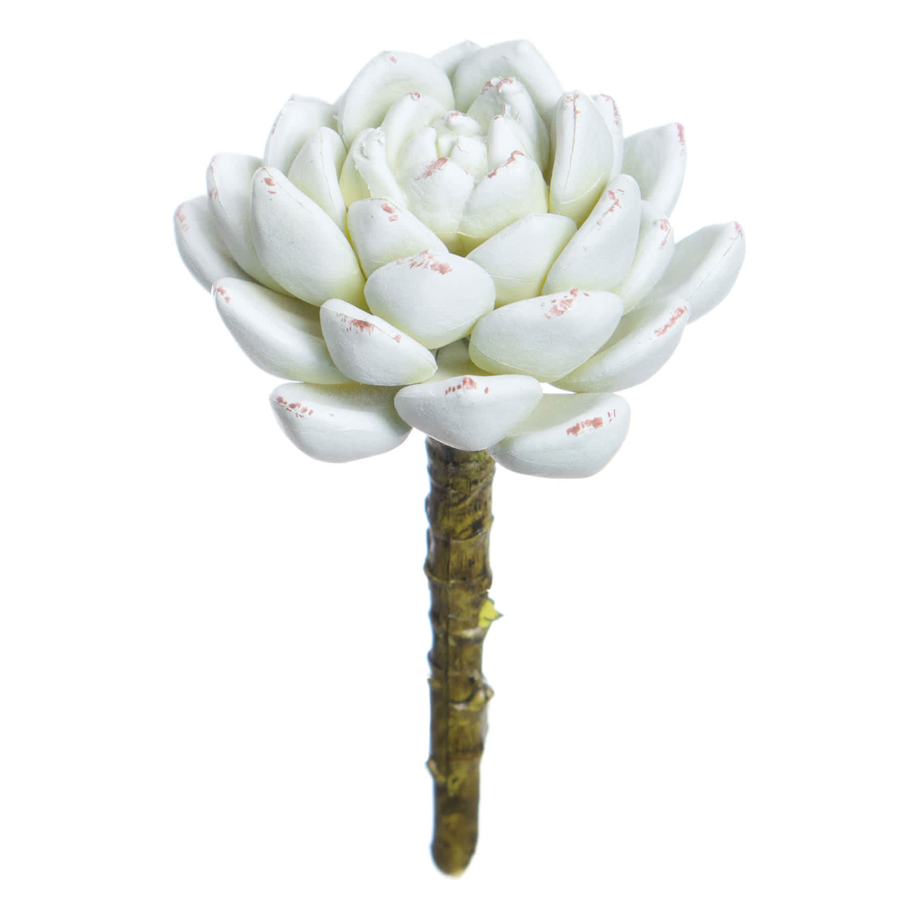 Rose Echeveria Pick, 5"
