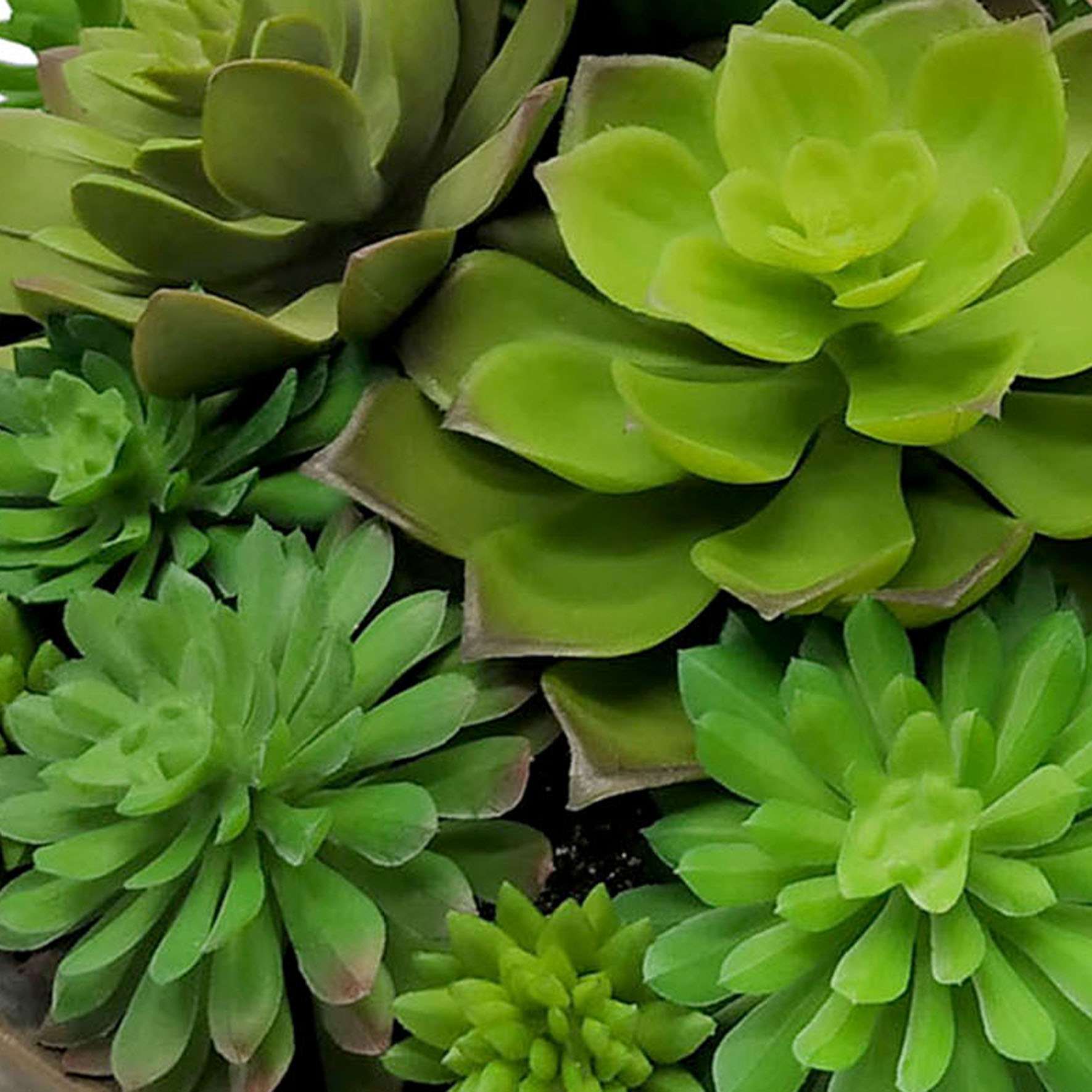 Succulent Lotus Arrangement in Cement Bowl, 5"