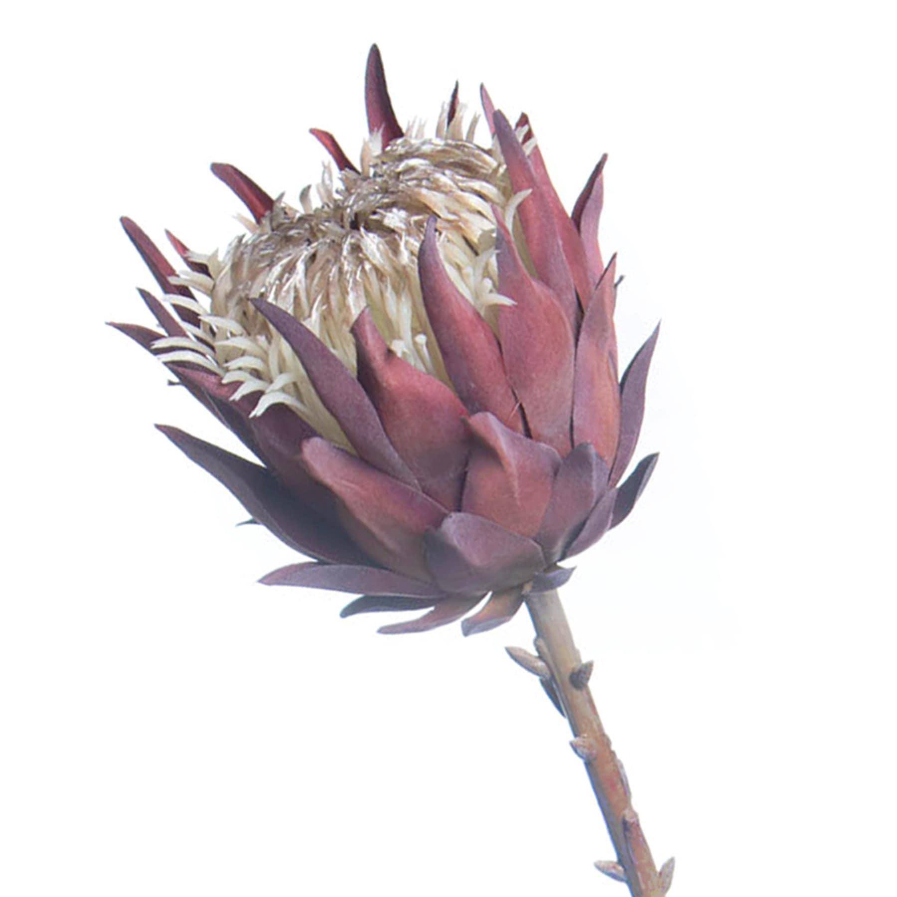 Tracey Boyd Pink Protea Stem, 27"