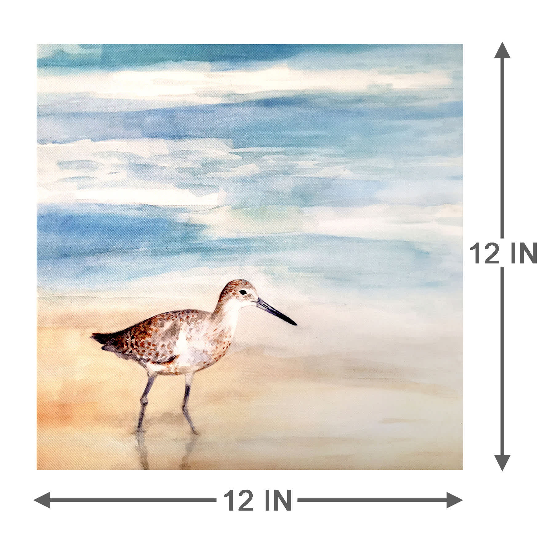 Speckled Willet Canvas Wall Art, 12"