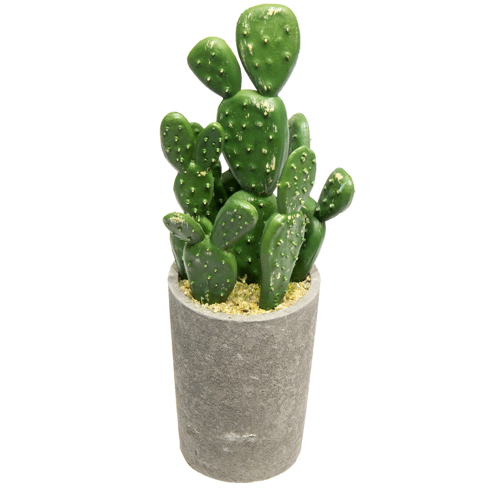 Assorted Cacti with Cement Planter, 8"