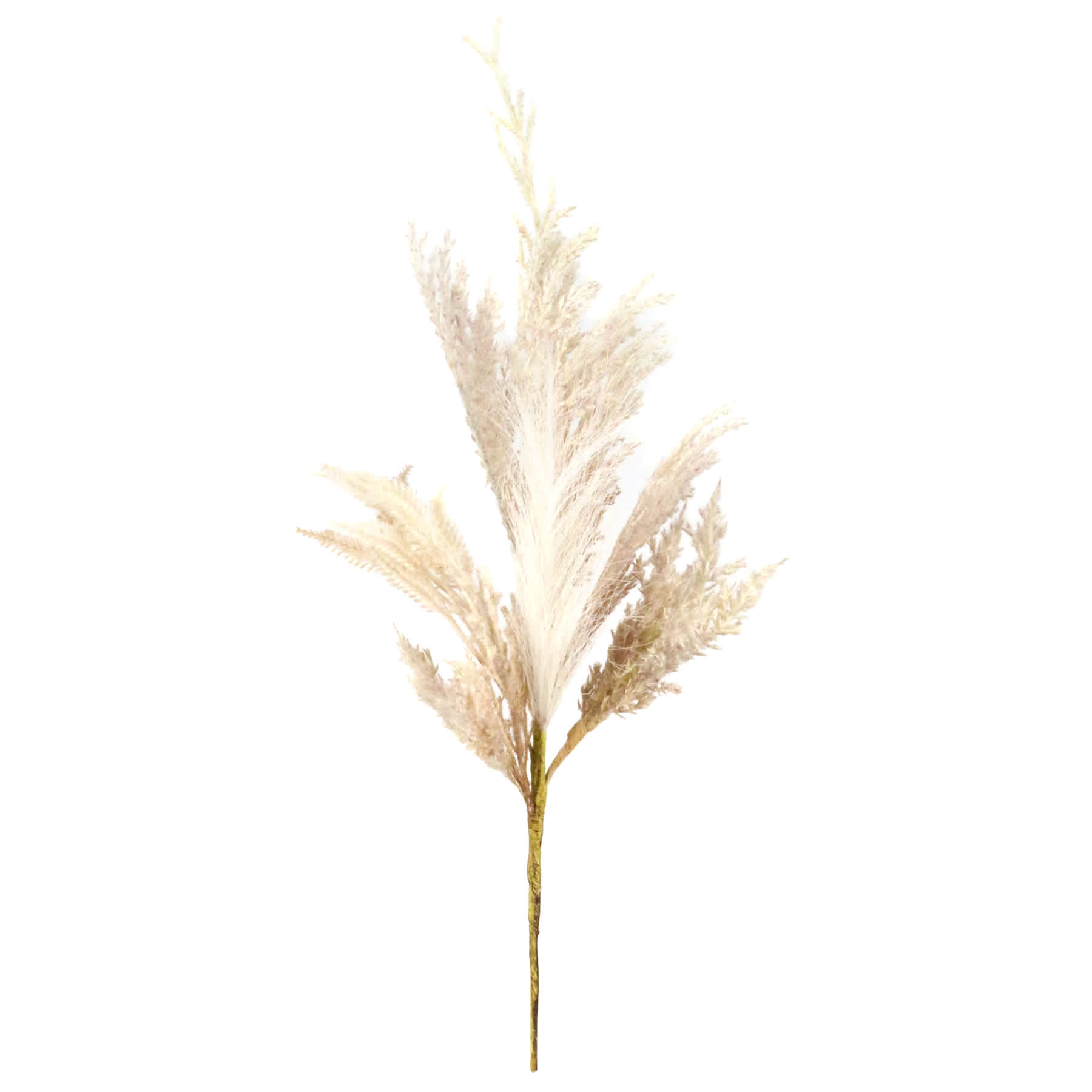 Cream Pampas Grass Bundle, 20"