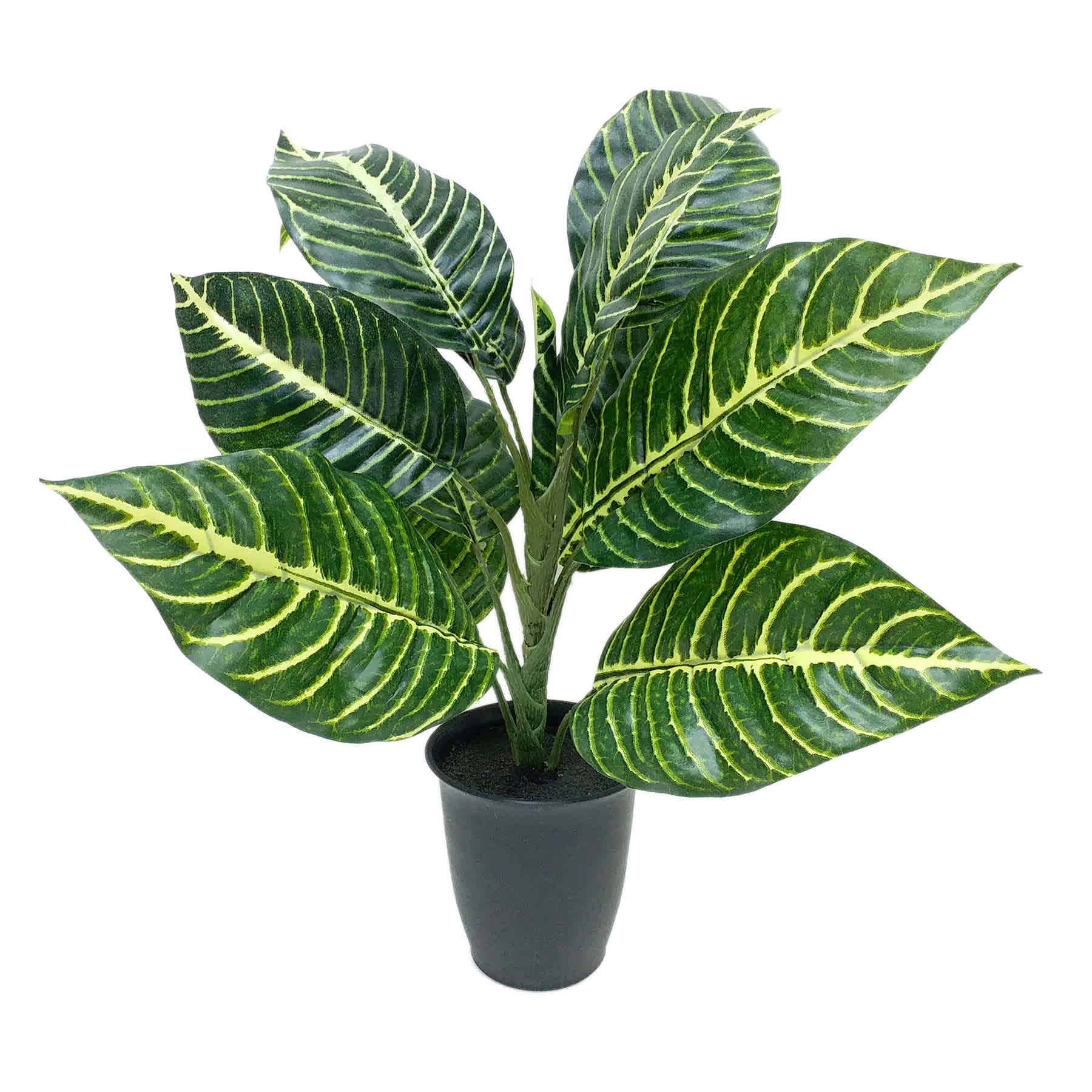 Zebra Plant in Black Pot, 14"