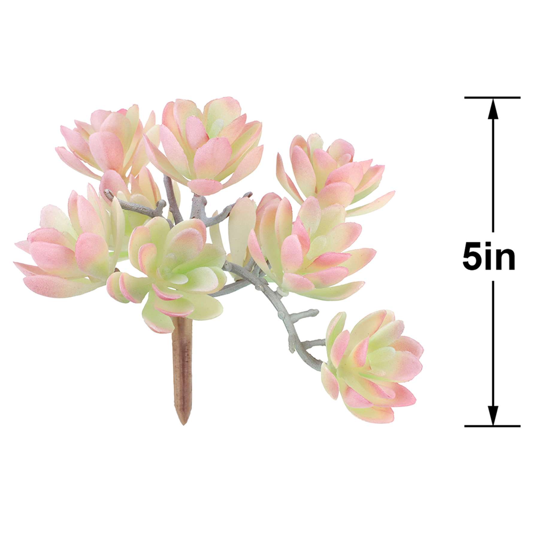 Light Pink Echeveria Pick, 5"