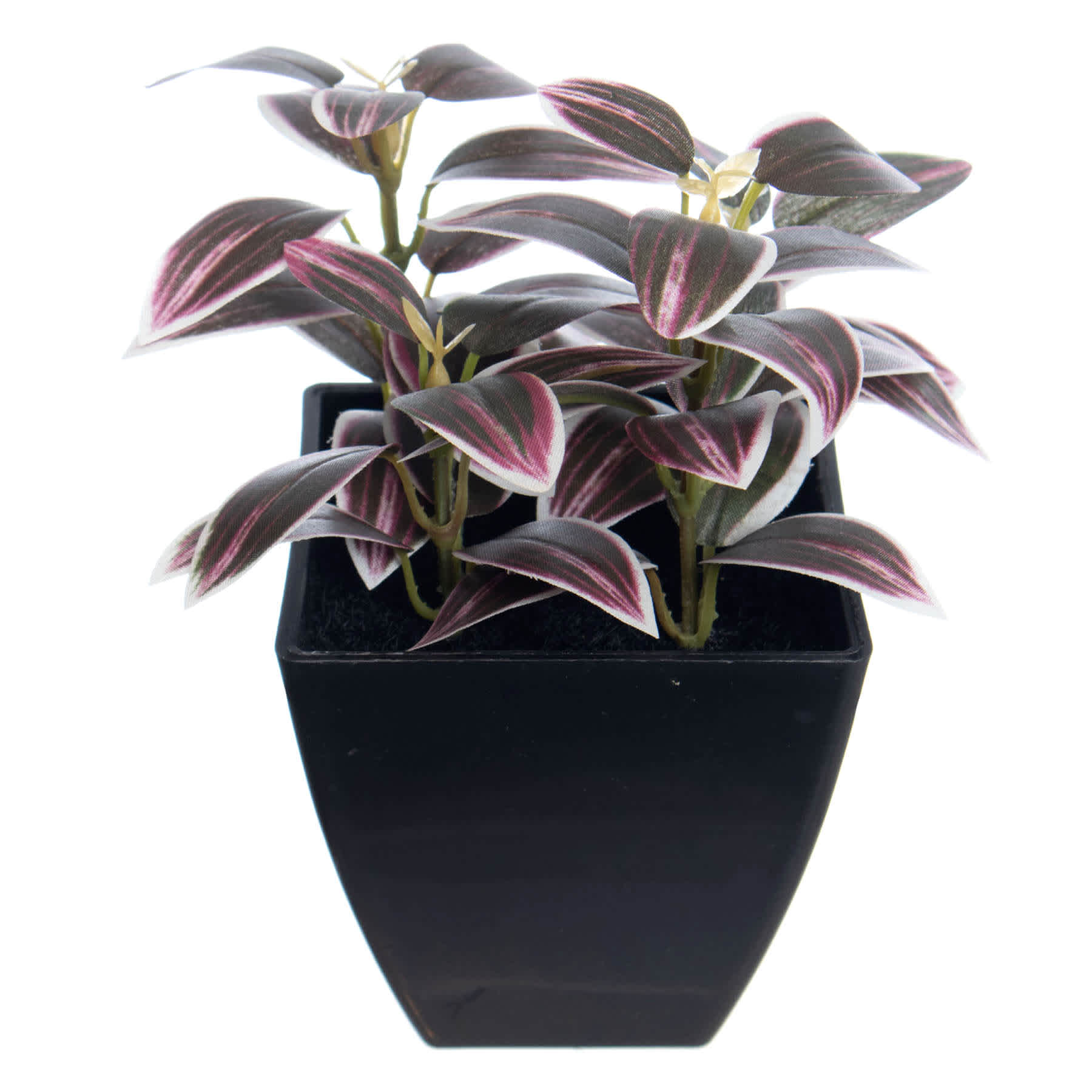 Purple Spiderwort Tradescantia Plant in Pot, 6"