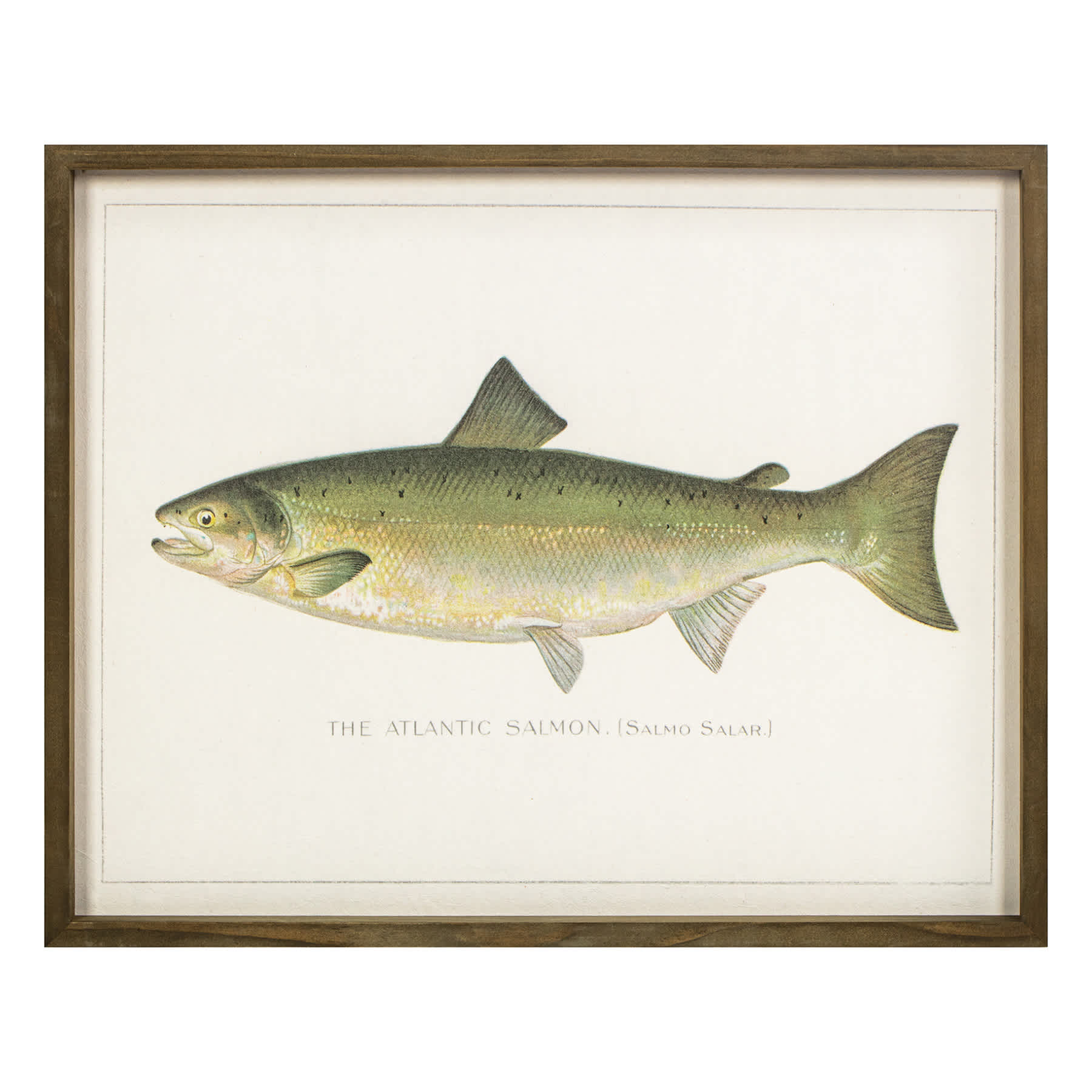 Lake & Lodge Set of 2 Framed Fish Wooden Wall Décor
