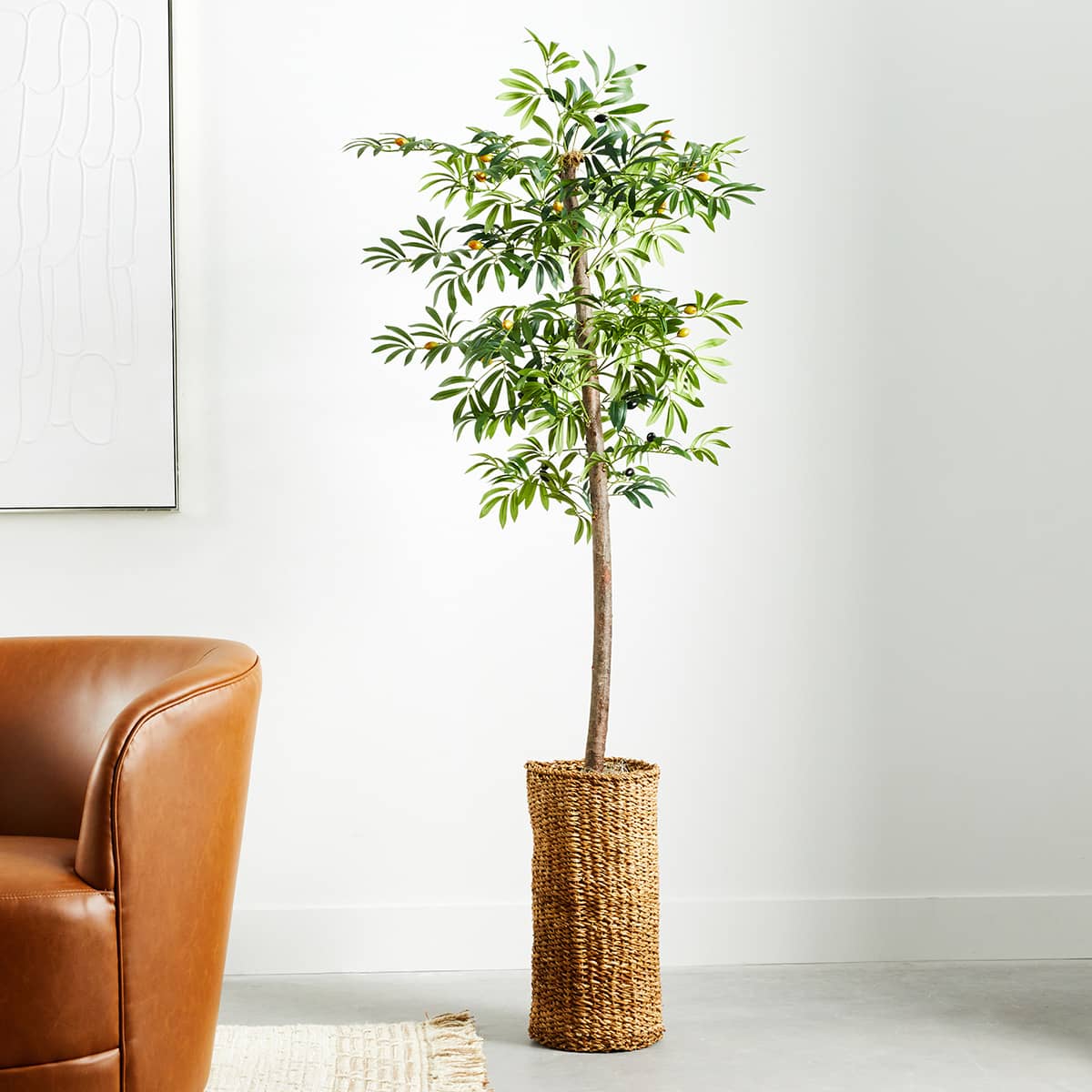 Olive Tree in Cylinder Basket, 5.5'