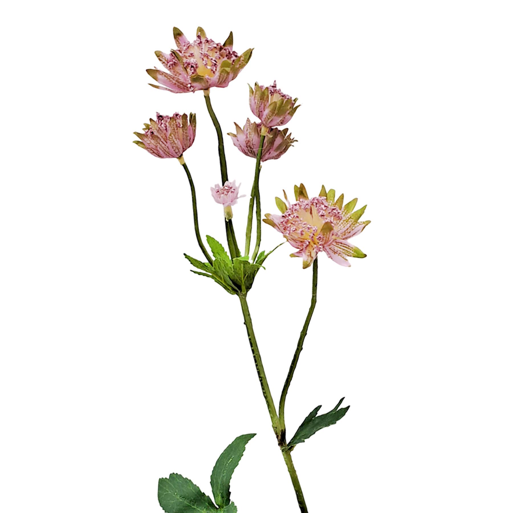 Pink Astrantia Spray, 22"