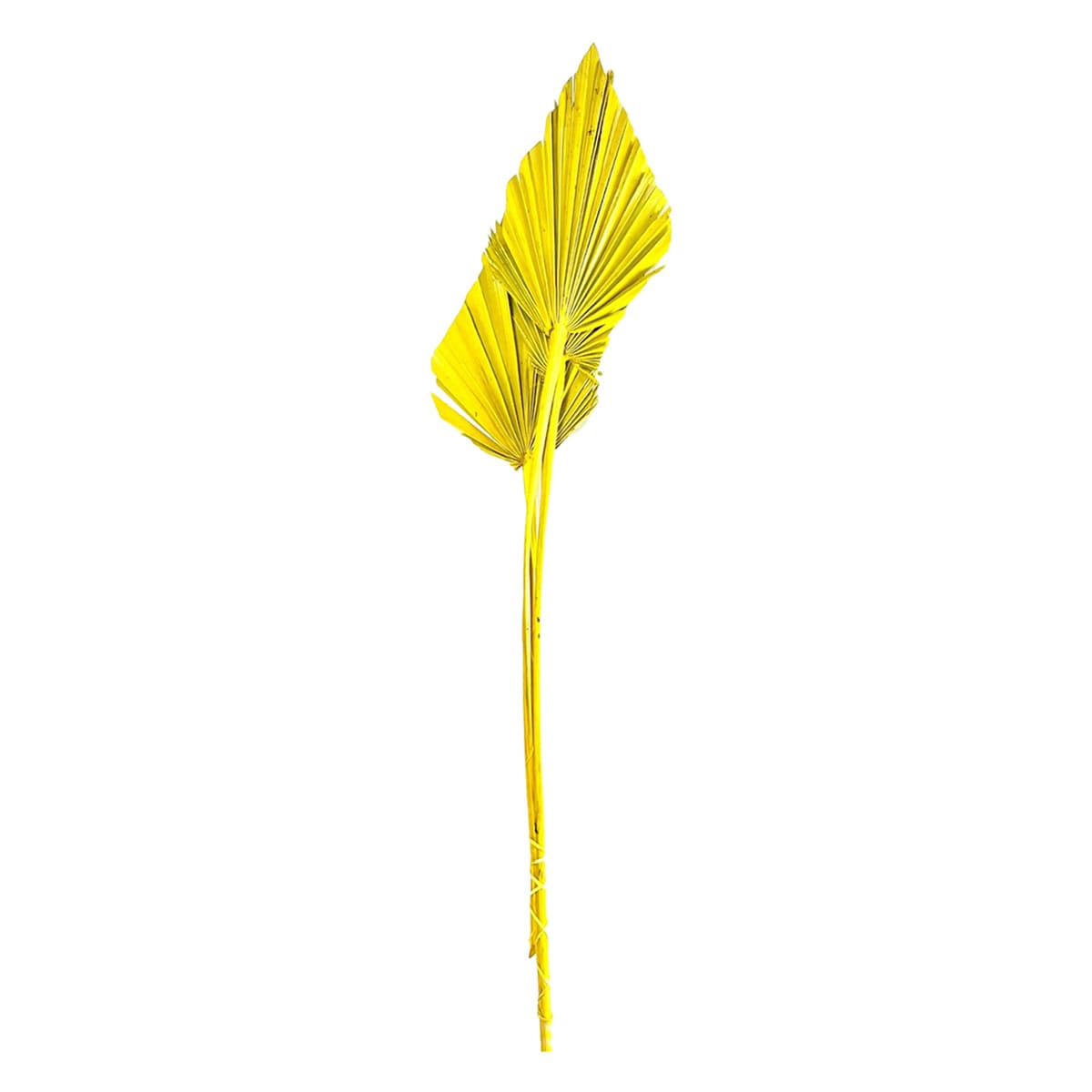 Yellow Palm Spear, 19"