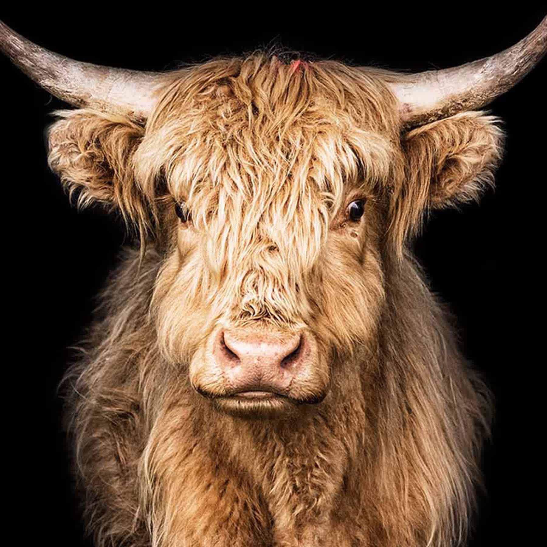 Framed Highland Cow Canvas Wall Art, 24x30
