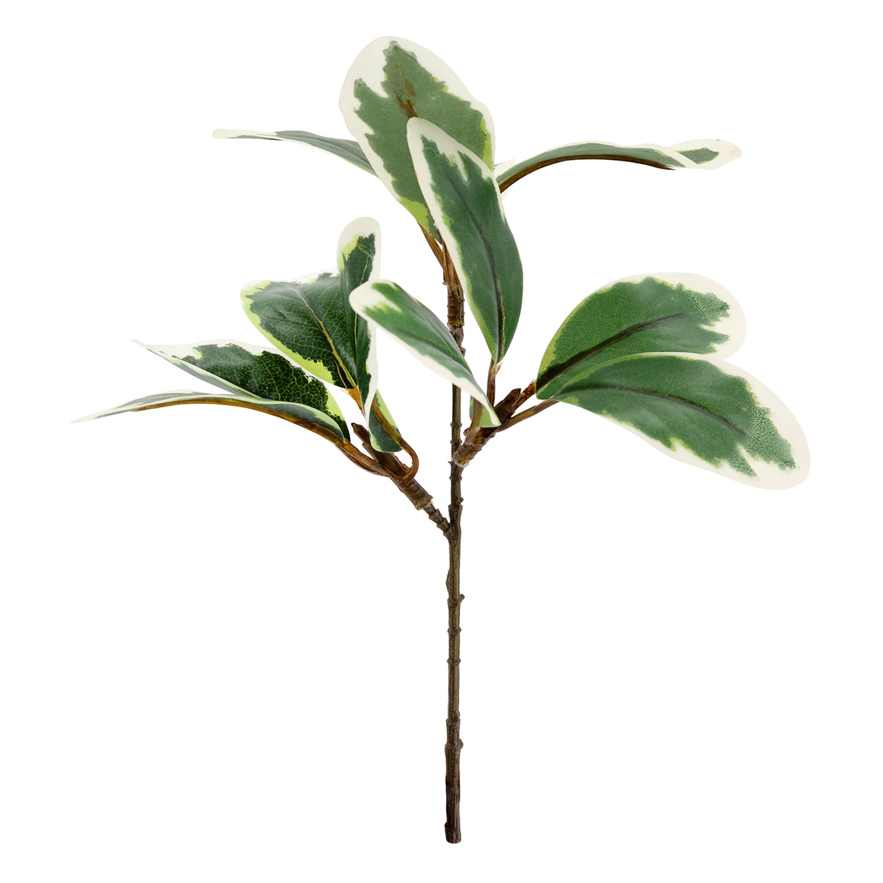 Variegated Pittosporum Pick, 10"