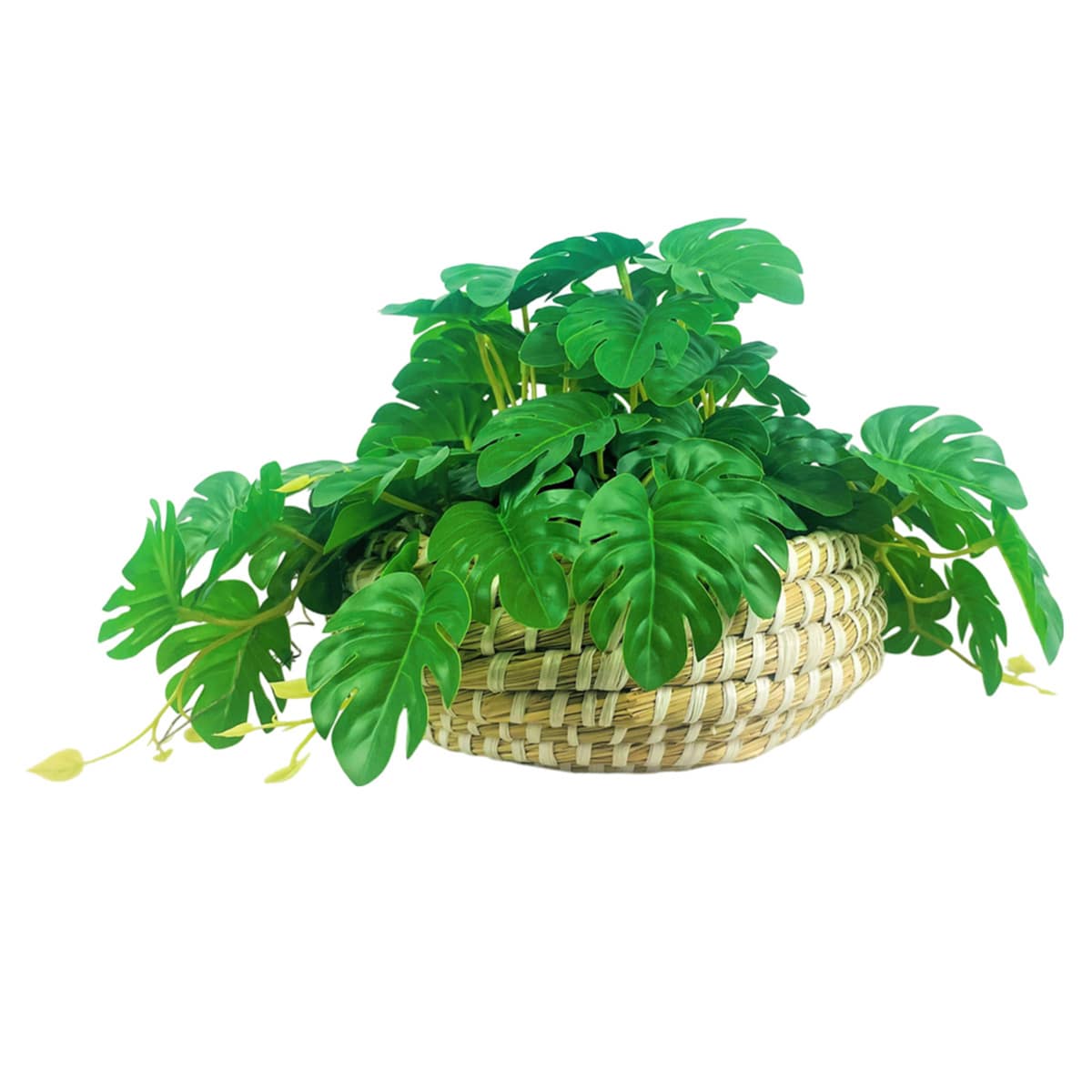 Swiss Philodendron in Low Basket, 10"