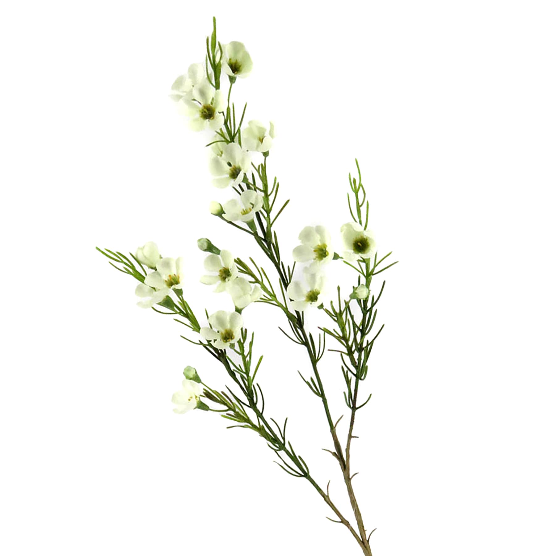Willow Crossley White Waxflower Floral Spray, 30"