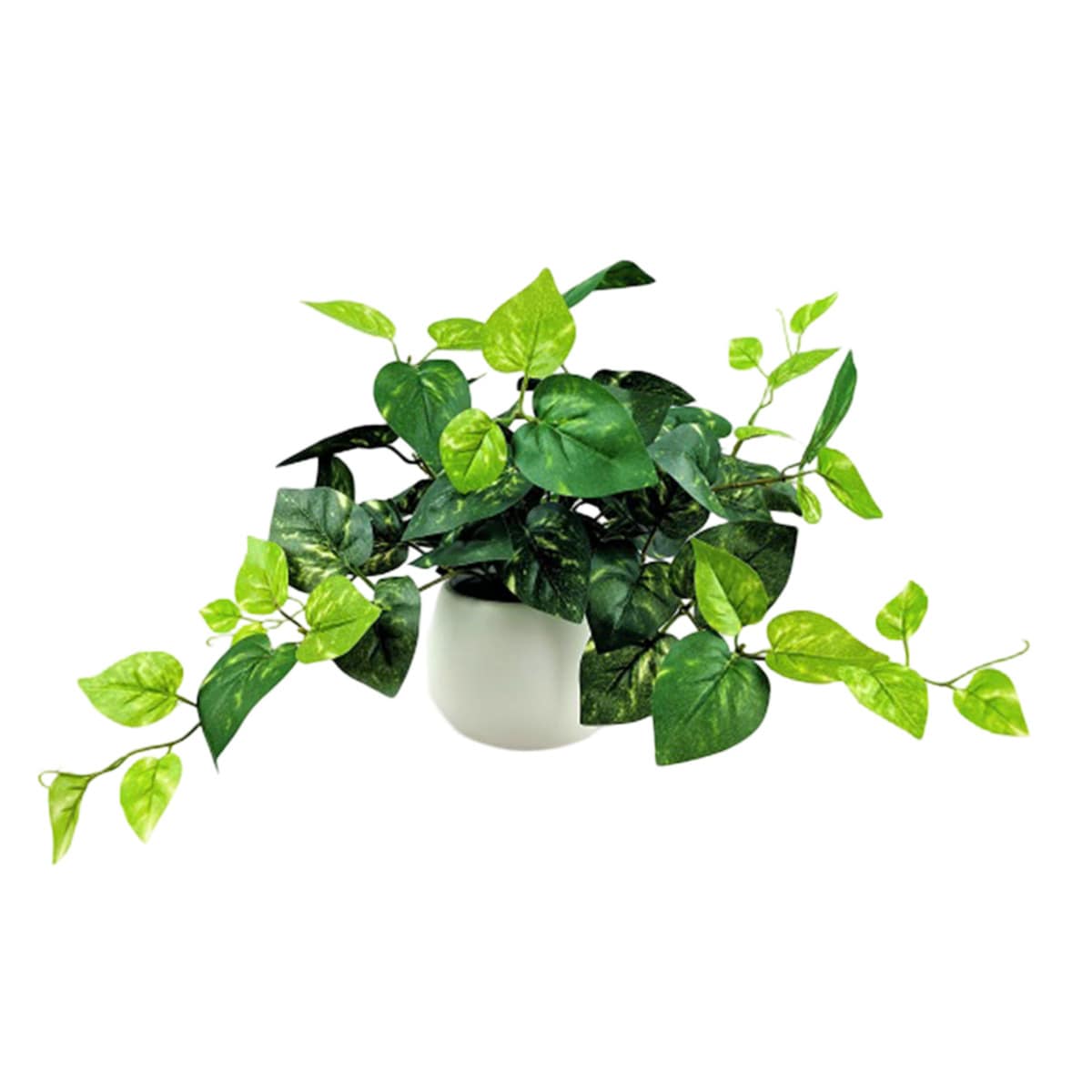 Pothos in White Pot, 12"