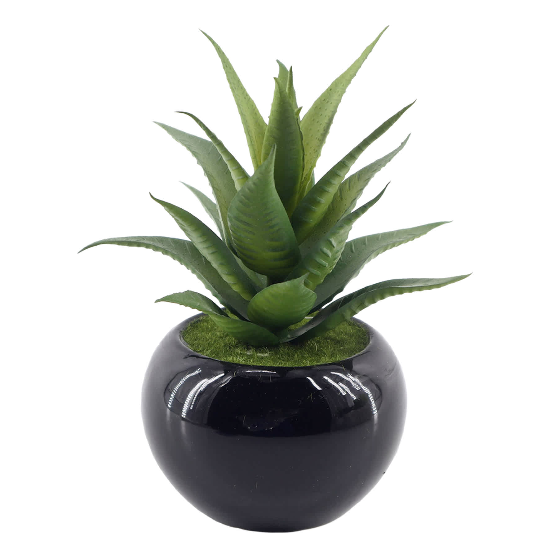 Succulent in Black Ceramic Pot, 6.5"