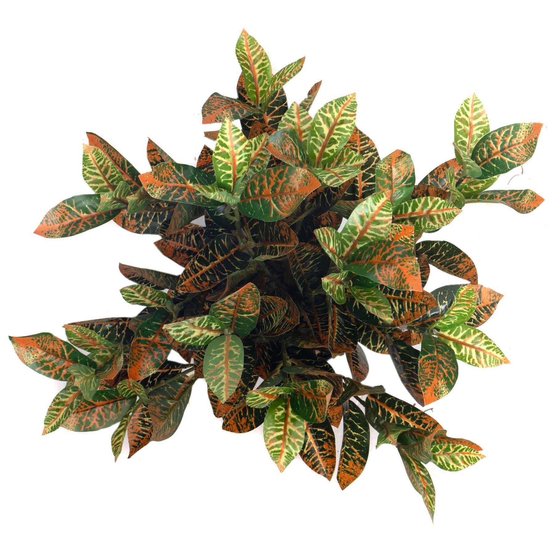 UV-Protected Croton in Plastic Pot, 16"