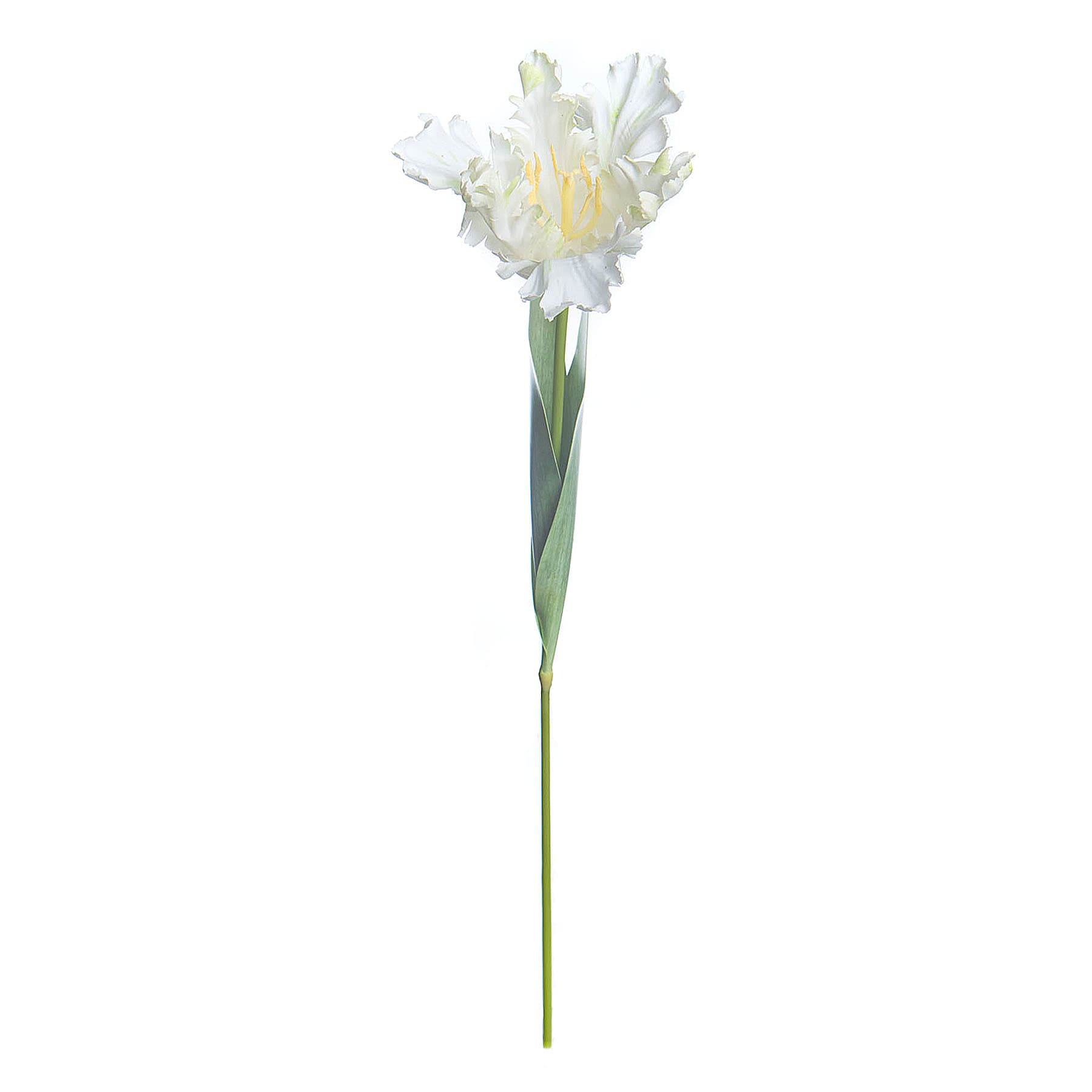 Willow Crossley White Parrot Tulip Stem, 25"