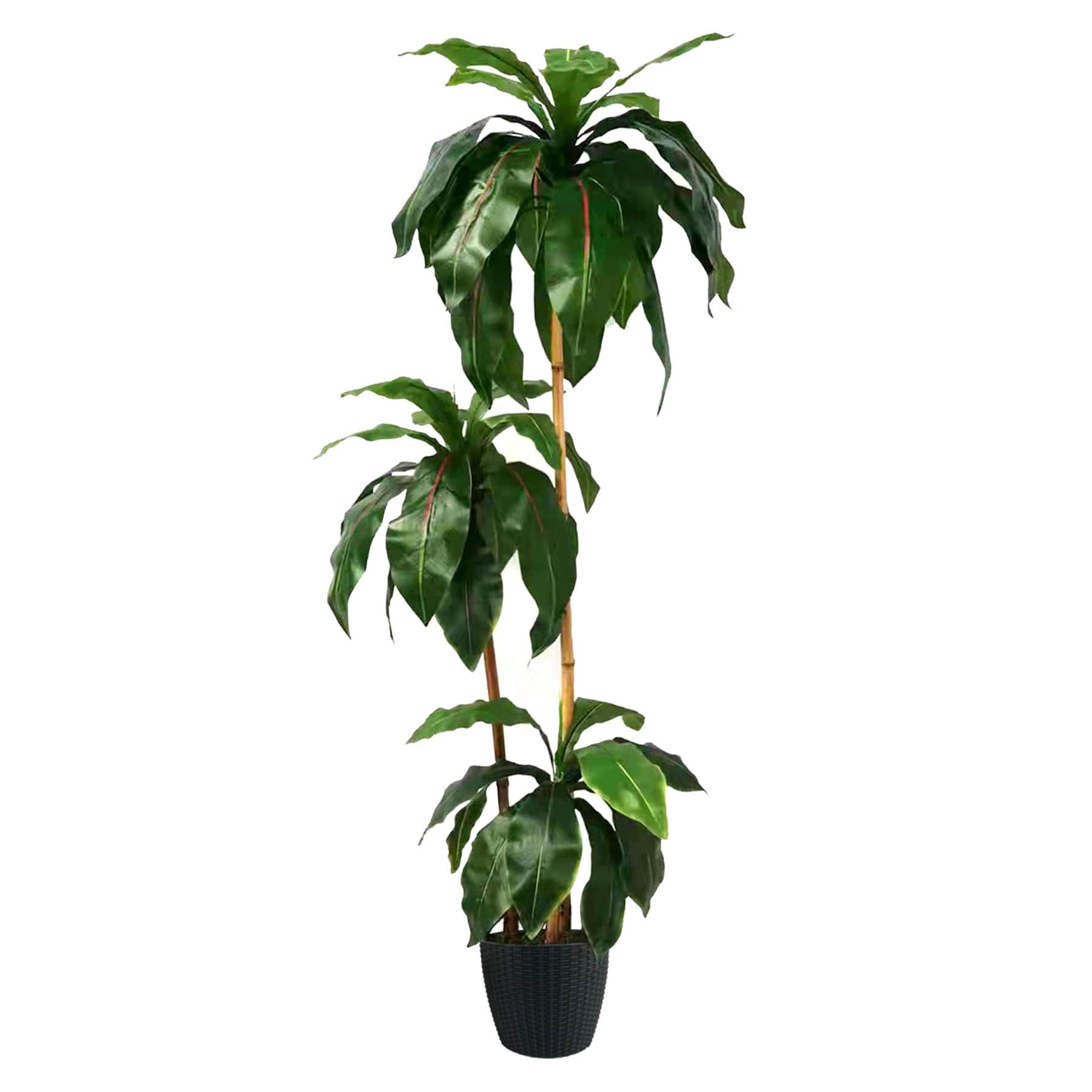 3-Head Potted Bird's Nest Tree, 5.5'