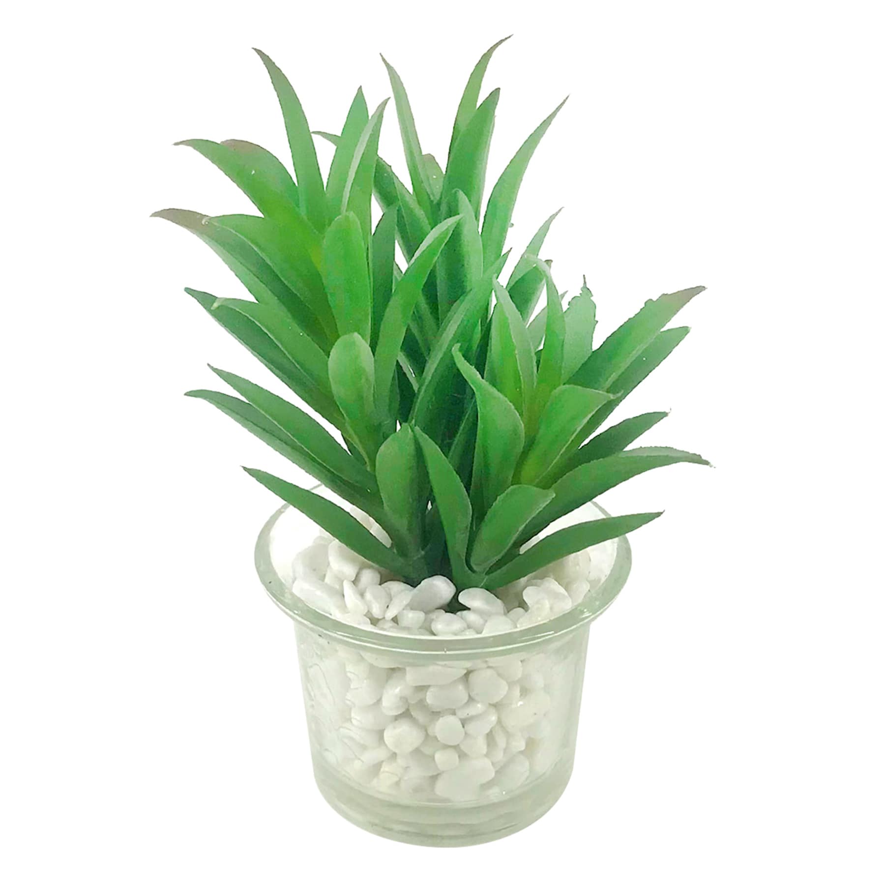 Spike Succulent in Glass Pot, 4.75"