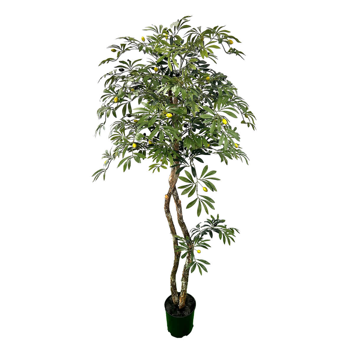 Real-Bark Young Olive Tree, 6'