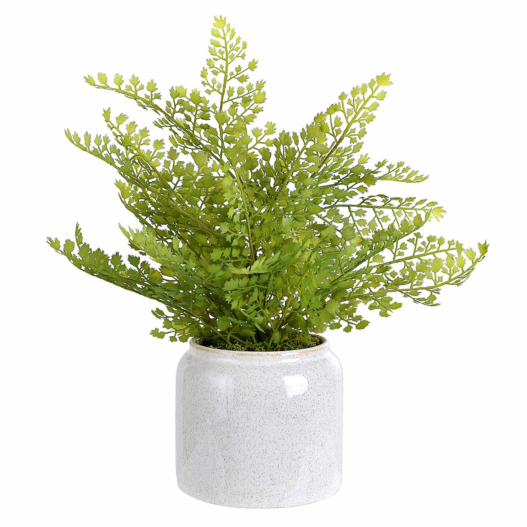 Fern Arrangement in Ceramic Pot, 15"
