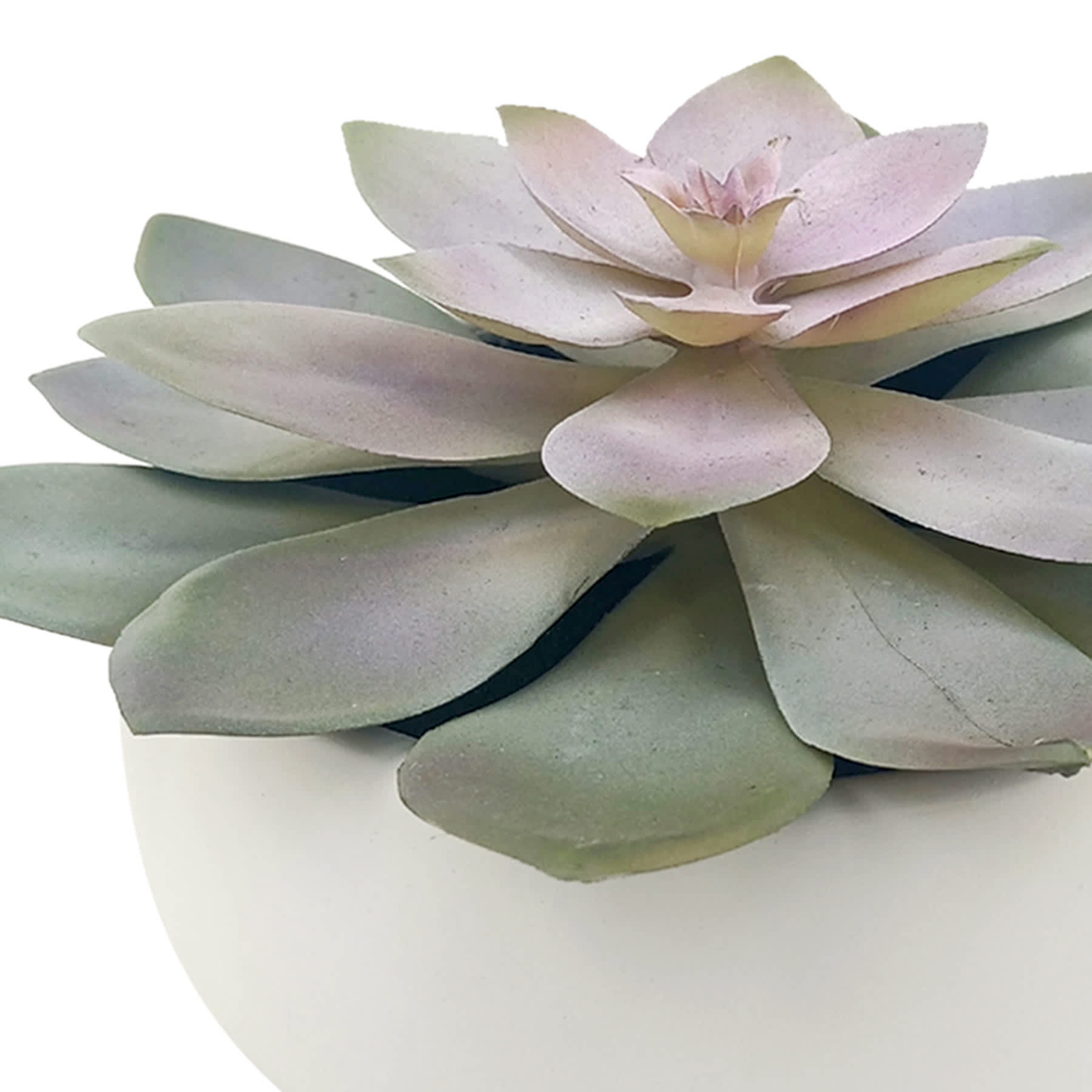 Purple Succulent in Cement Vessel, 6"