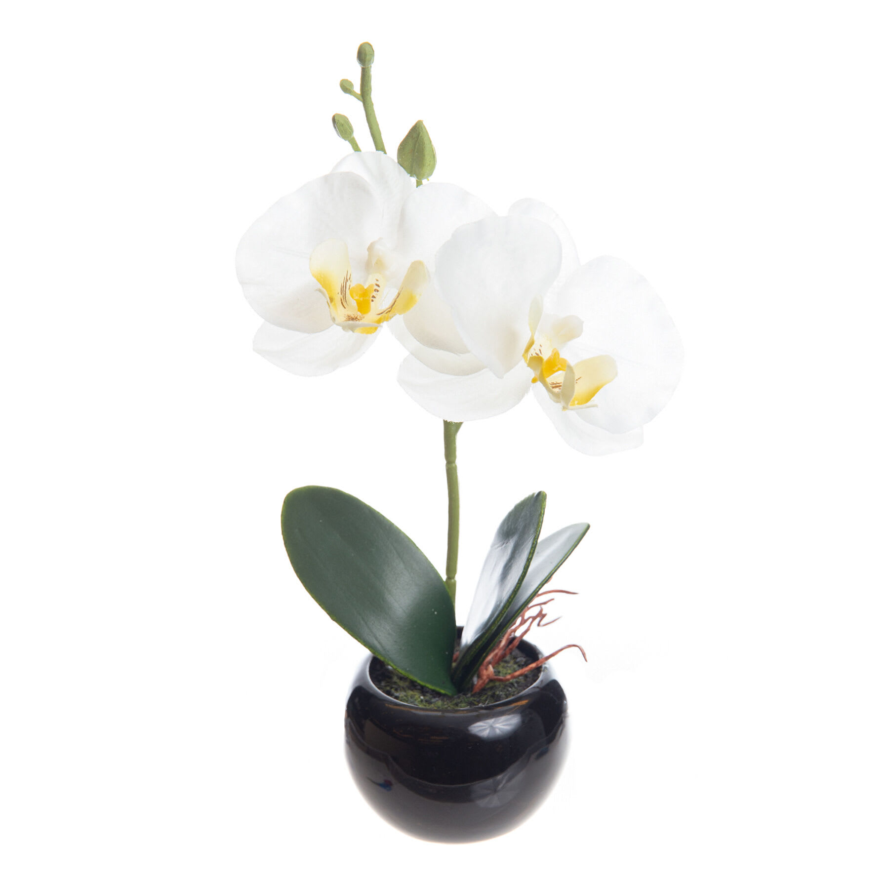 White Orchid Flower with Black Planter, 8"