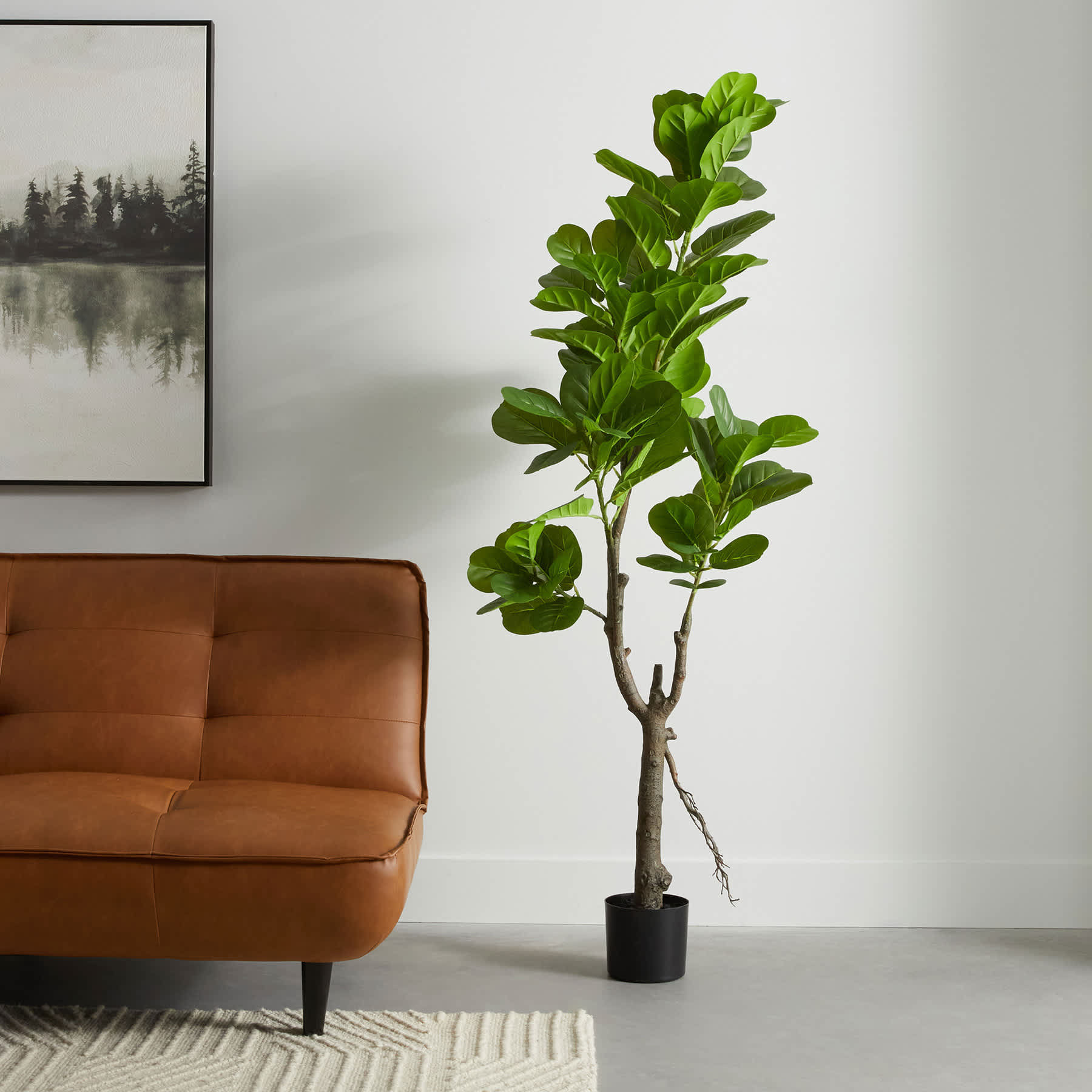 Potted Fig Tree, 6'