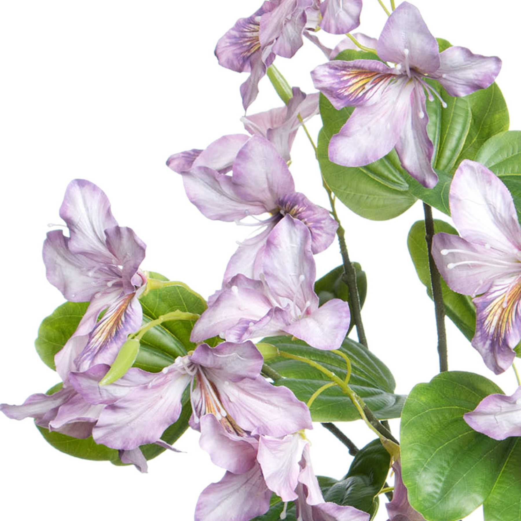 Purple Bauhinia Bush, 21"