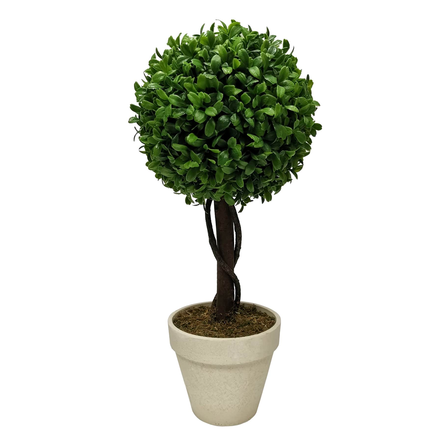 Boxwood Ball Topiary Plant in White Planter, 17"