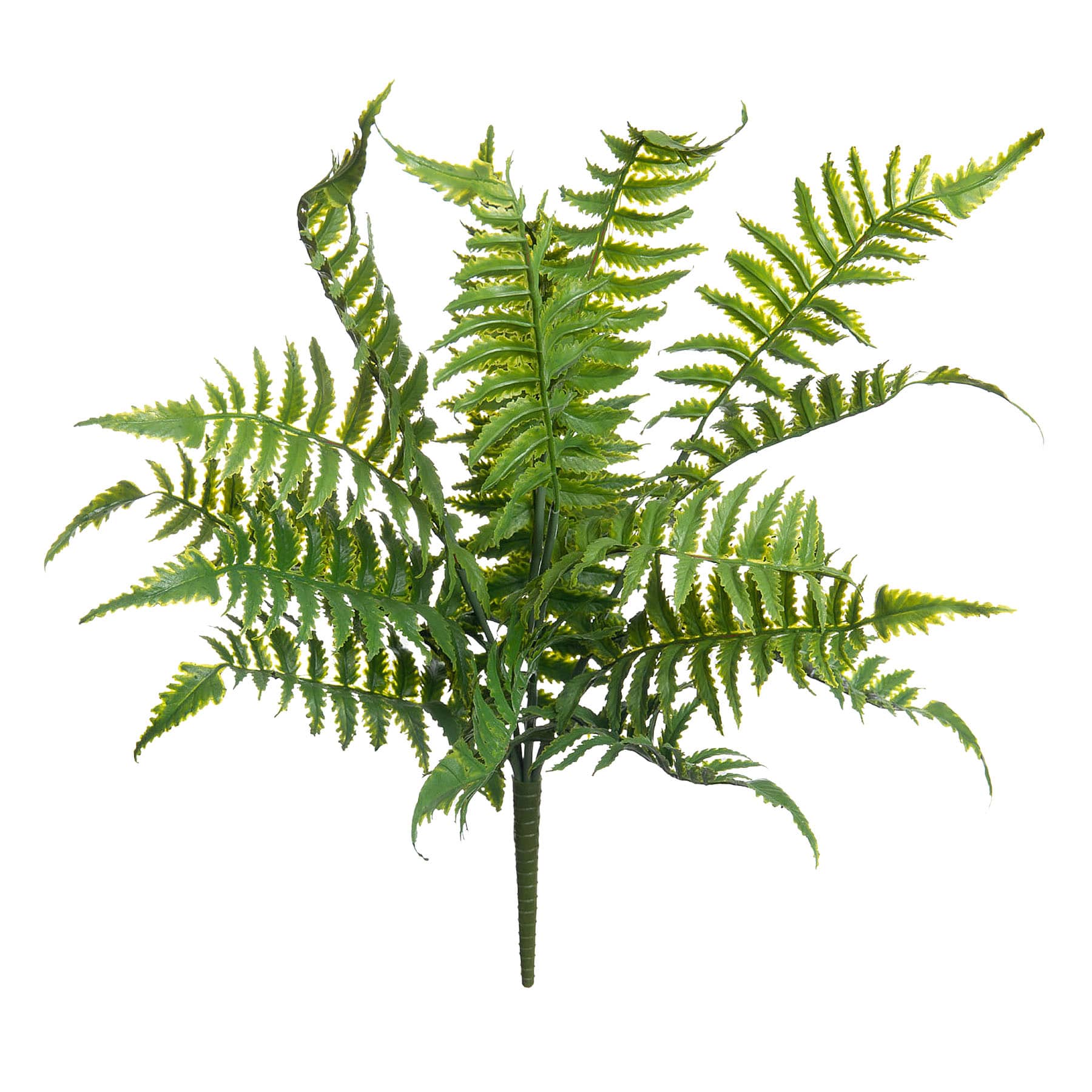 Fern Bush, 18"